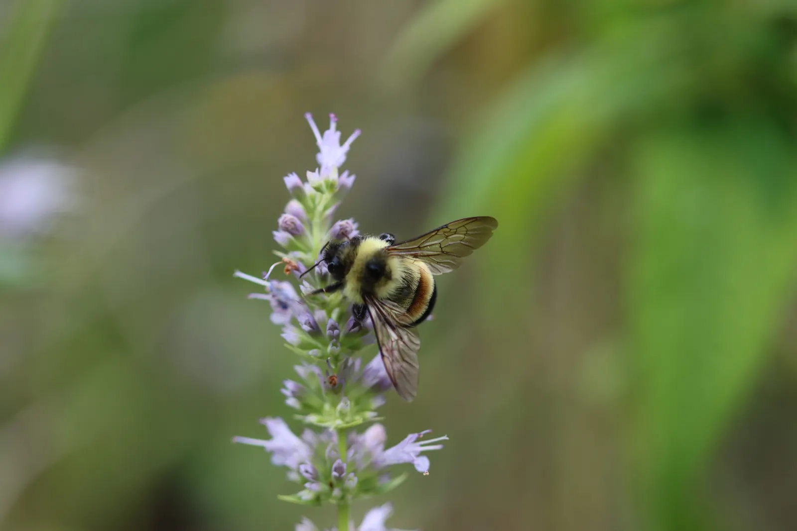 Licorice Mint (Agastache Rupestris) — making it a savvy choice for water-wise gardens or xeriscaping