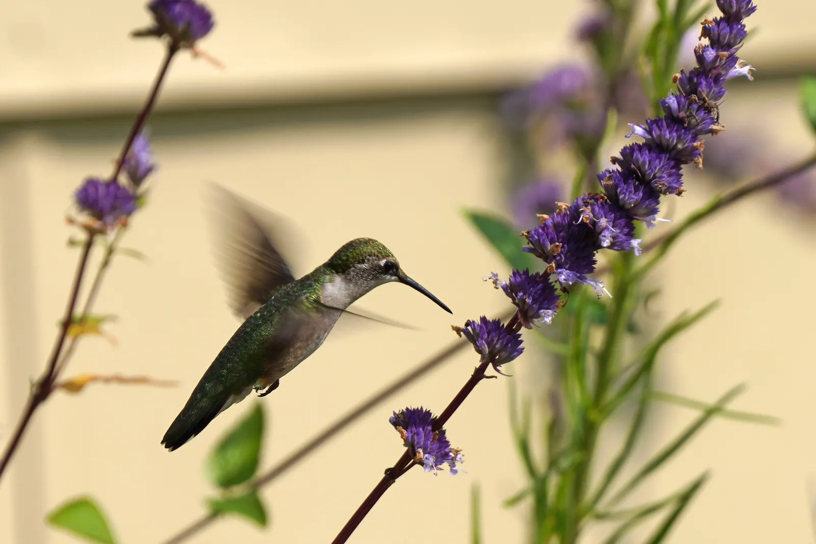 Licorice Mint (Agastache Rupestris) — and as an aromatic accent