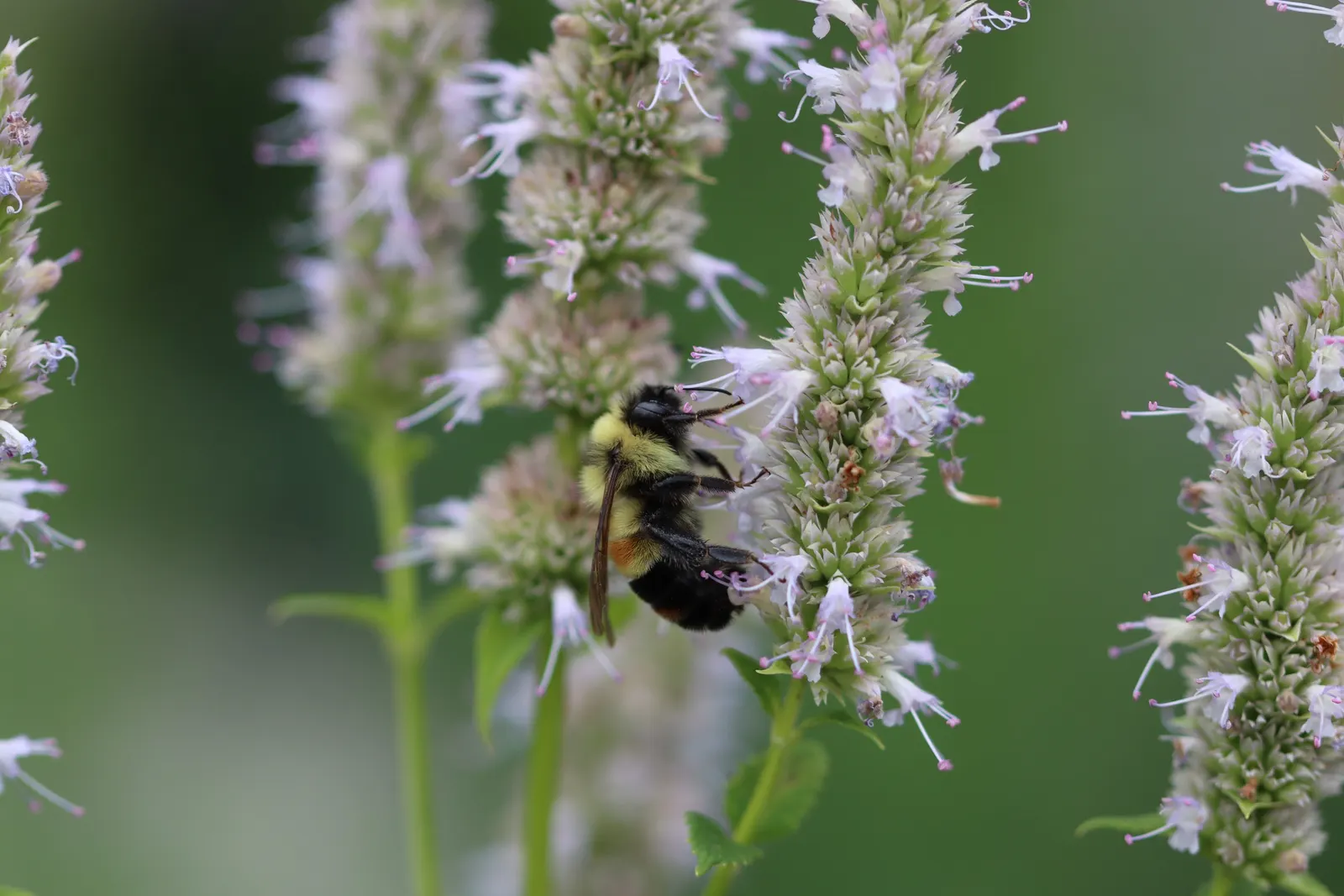 Licorice Mint (Agastache Rupestris) — and as an aromatic accent; the blossoms are densely arranged on terminal spikes, rising above its slender, grey-green