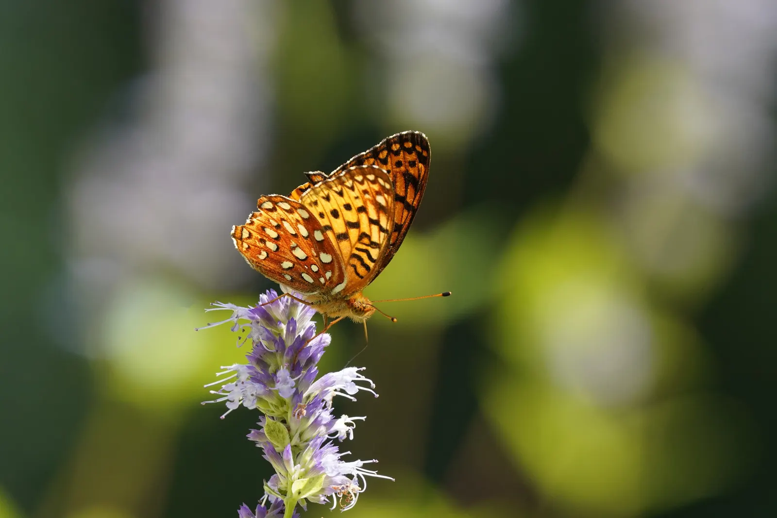 Licorice Mint (Agastache Rupestris) — making it a savvy choice for water-wise gardens or xeriscaping; this plant presents an upright