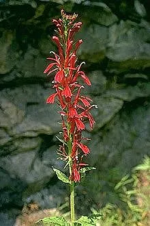 Cardinal Flower, Indian Pink (Lobelia Cardinalis) — offering both aesthetic appeal and ecological benefits; boasting vibrant red blooms atop stems, image 72