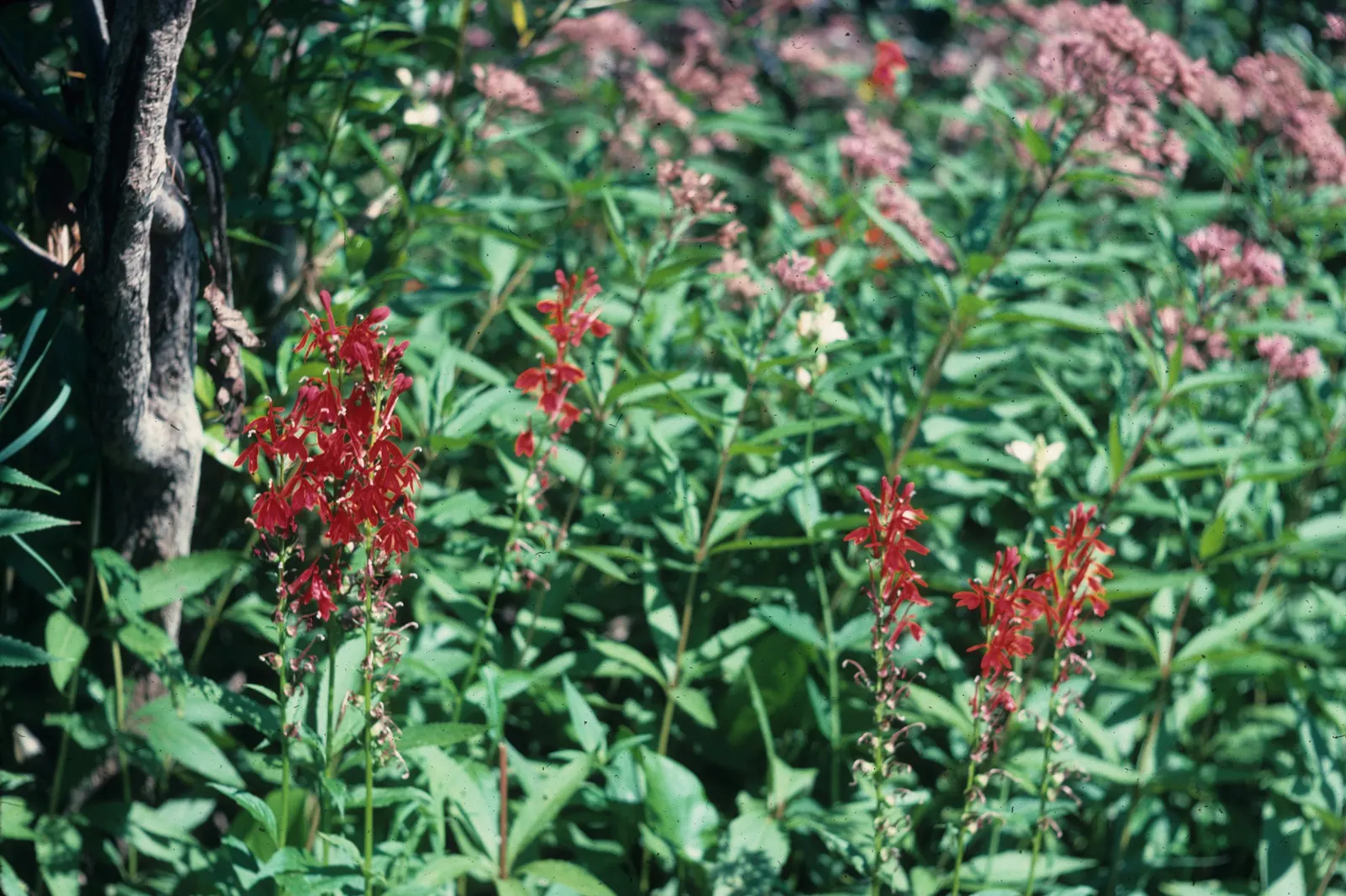 Cardinal Flower, Indian Pink (Lobelia Cardinalis) — It can also function beautifully in borders or as a naturalized statement piece