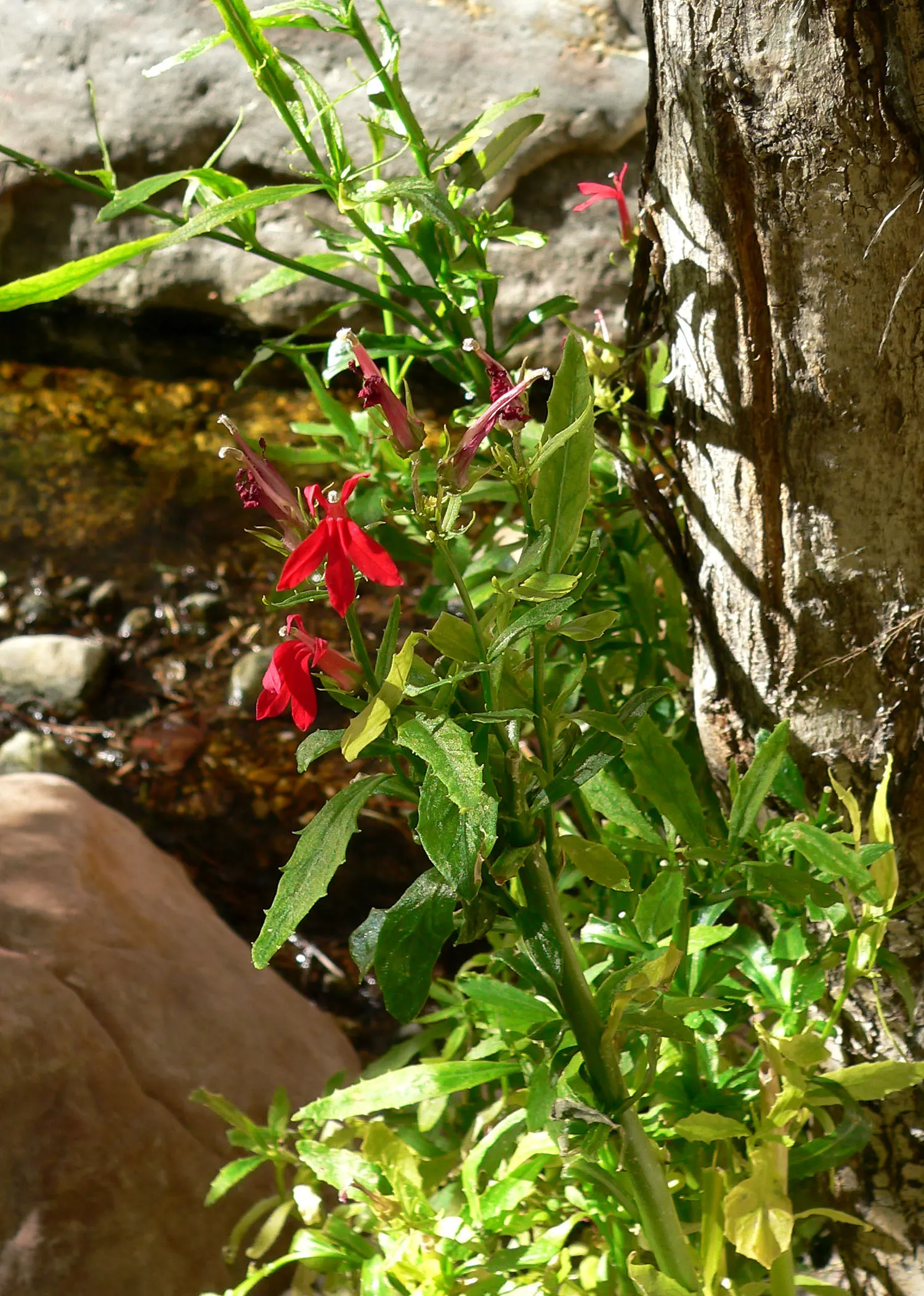 Cardinal Flower, Indian Pink (Lobelia Cardinalis) — with flowers that are tubular and arranged in elongate terminal racemes; evocative of a, image 91