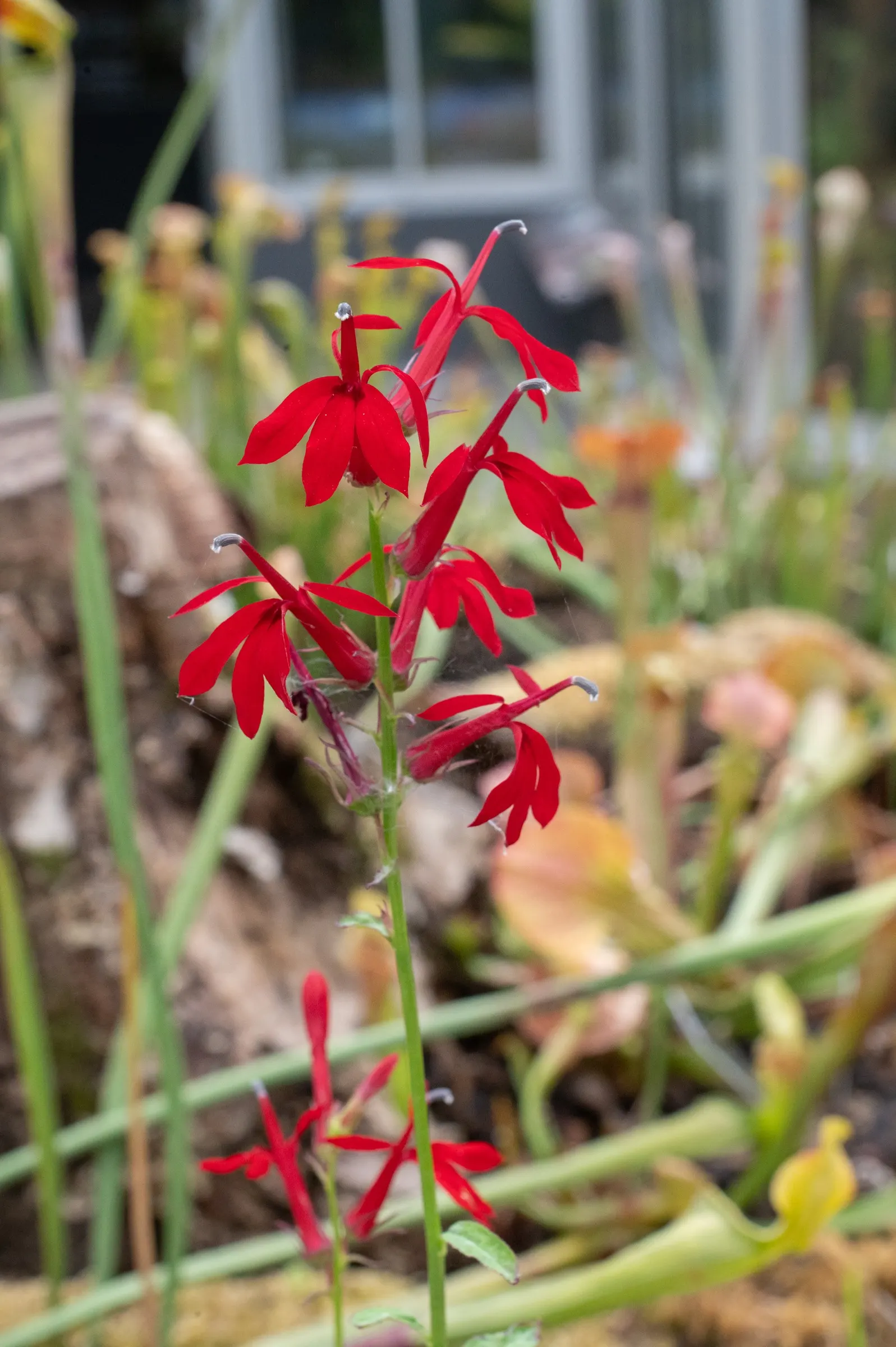 Cardinal Flower, Indian Pink (Lobelia Cardinalis) — offering a brilliant splash of color