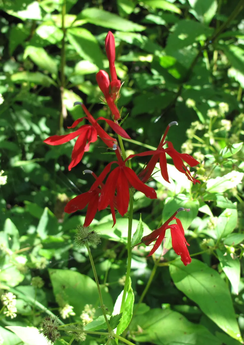 Cardinal Flower, Indian Pink (Lobelia Cardinalis) — boasting vibrant red blooms atop stems reaching 2-4 feet; space plants about 1-1.5 feet apart, image 51