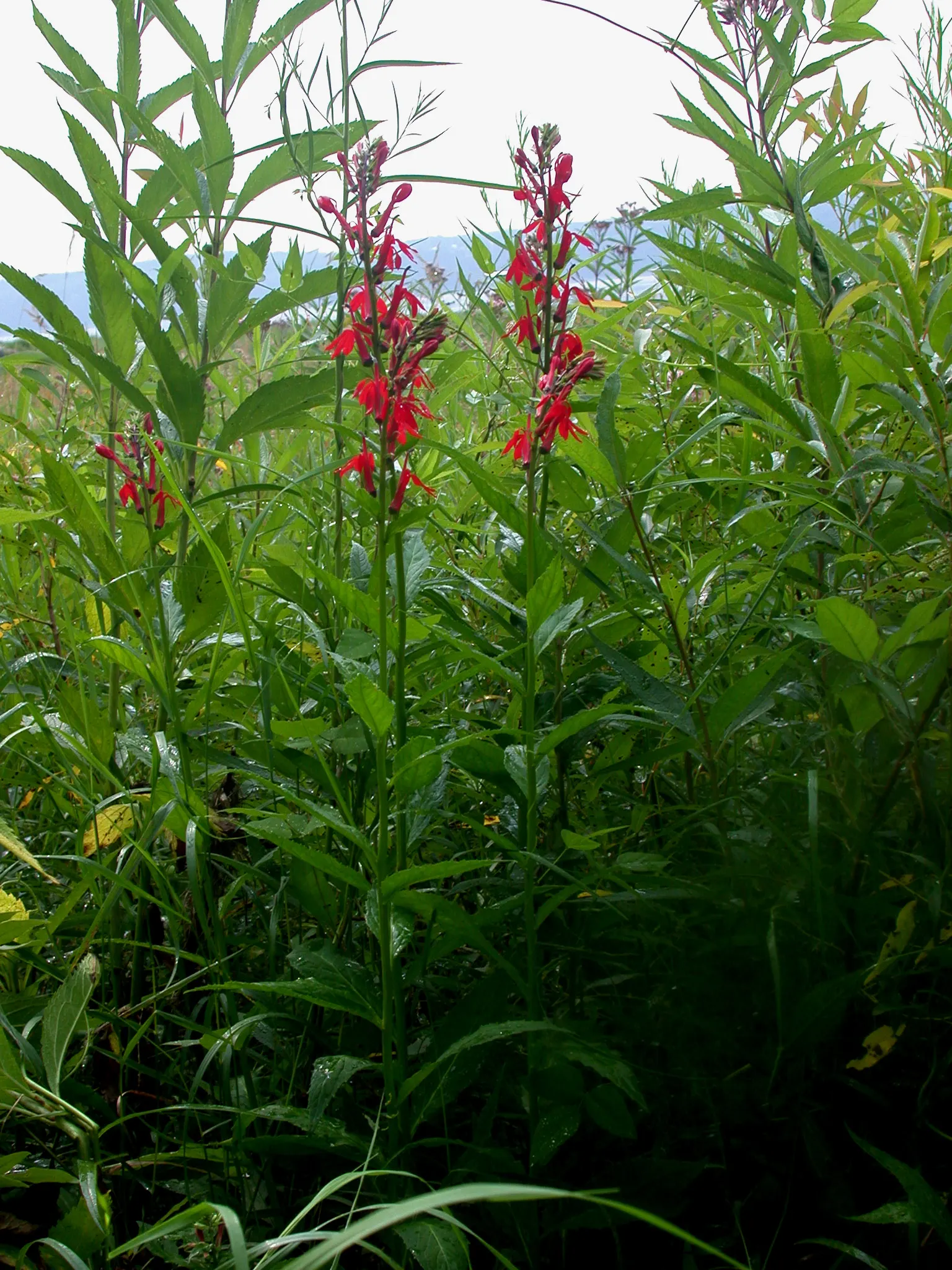 Cardinal Flower, Indian Pink (Lobelia Cardinalis) — perennial with red blooms
