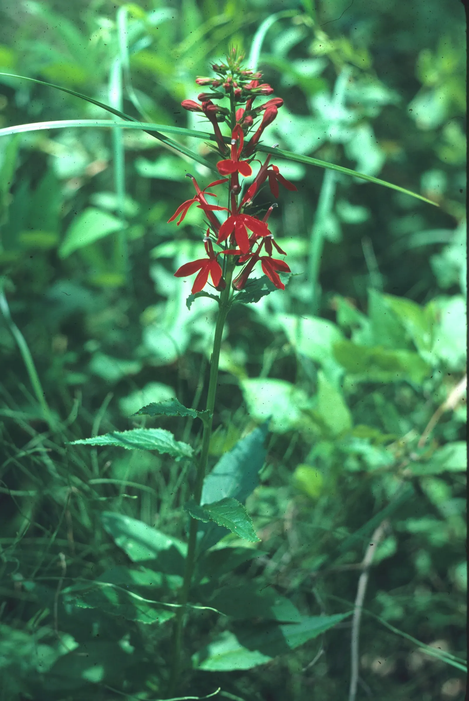 Cardinal Flower, Indian Pink (Lobelia Cardinalis) — It can also function beautifully in borders or as a naturalized statement piece; red flowers in the garden