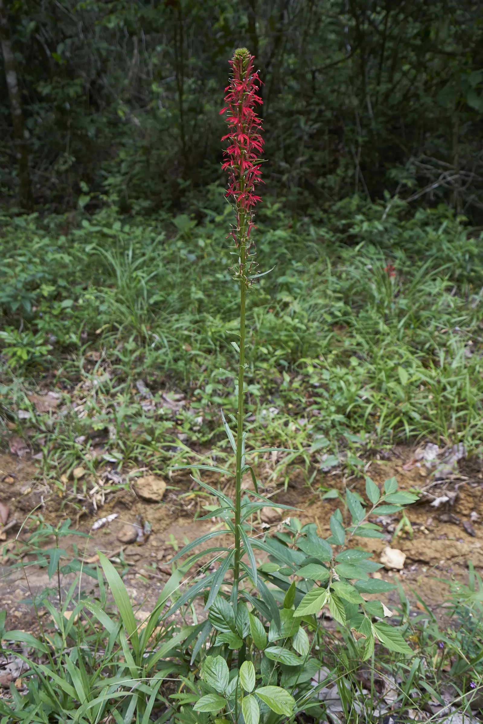 Cardinal Flower, Indian Pink (Lobelia Cardinalis) — evocative of a cardinal's robe