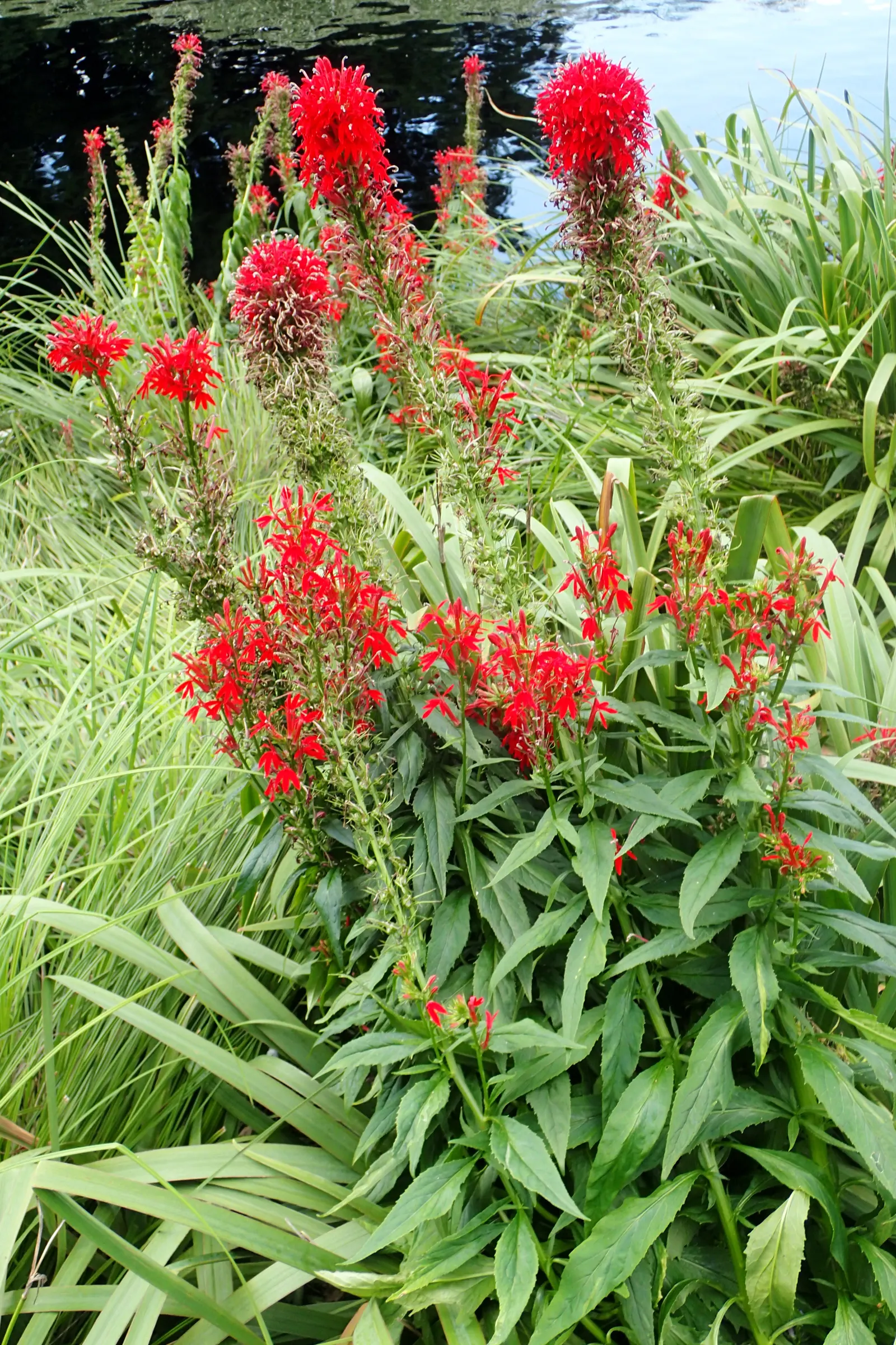 Cardinal Flower, Indian Pink (Lobelia Cardinalis) — thriving in USDA zones 3 through 9; perennial with red blooms, image 86