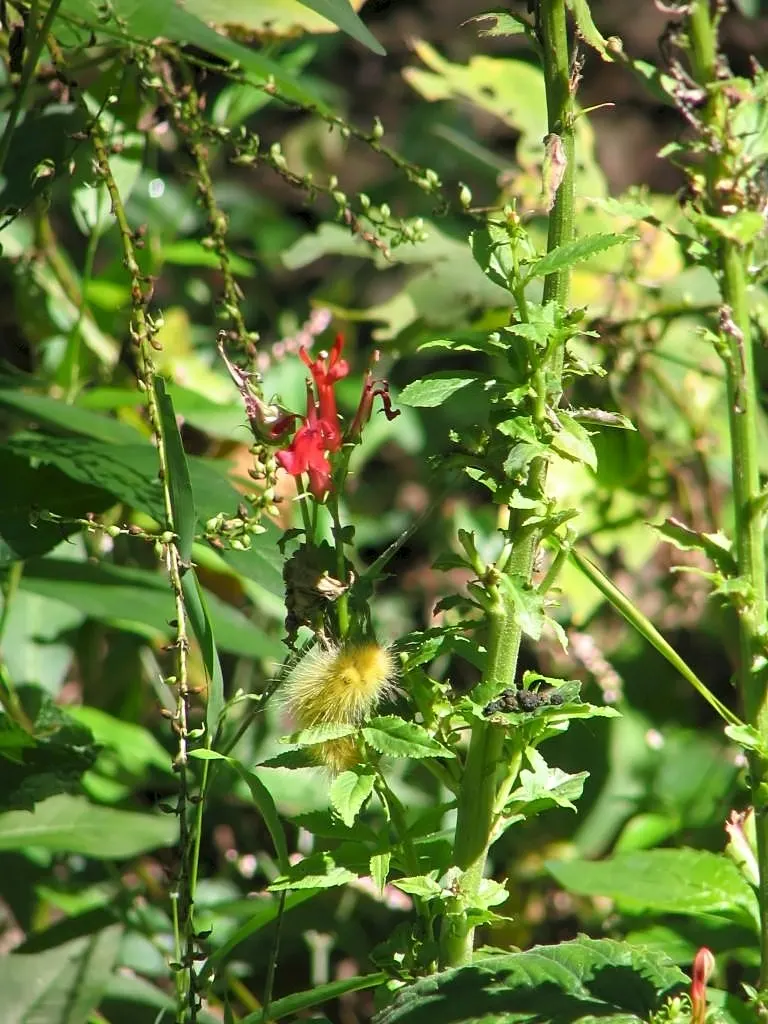 Cardinal Flower, Indian Pink (Lobelia Cardinalis) — with flowers that are tubular and arranged in elongate terminal racemes; evocative of a, image 66