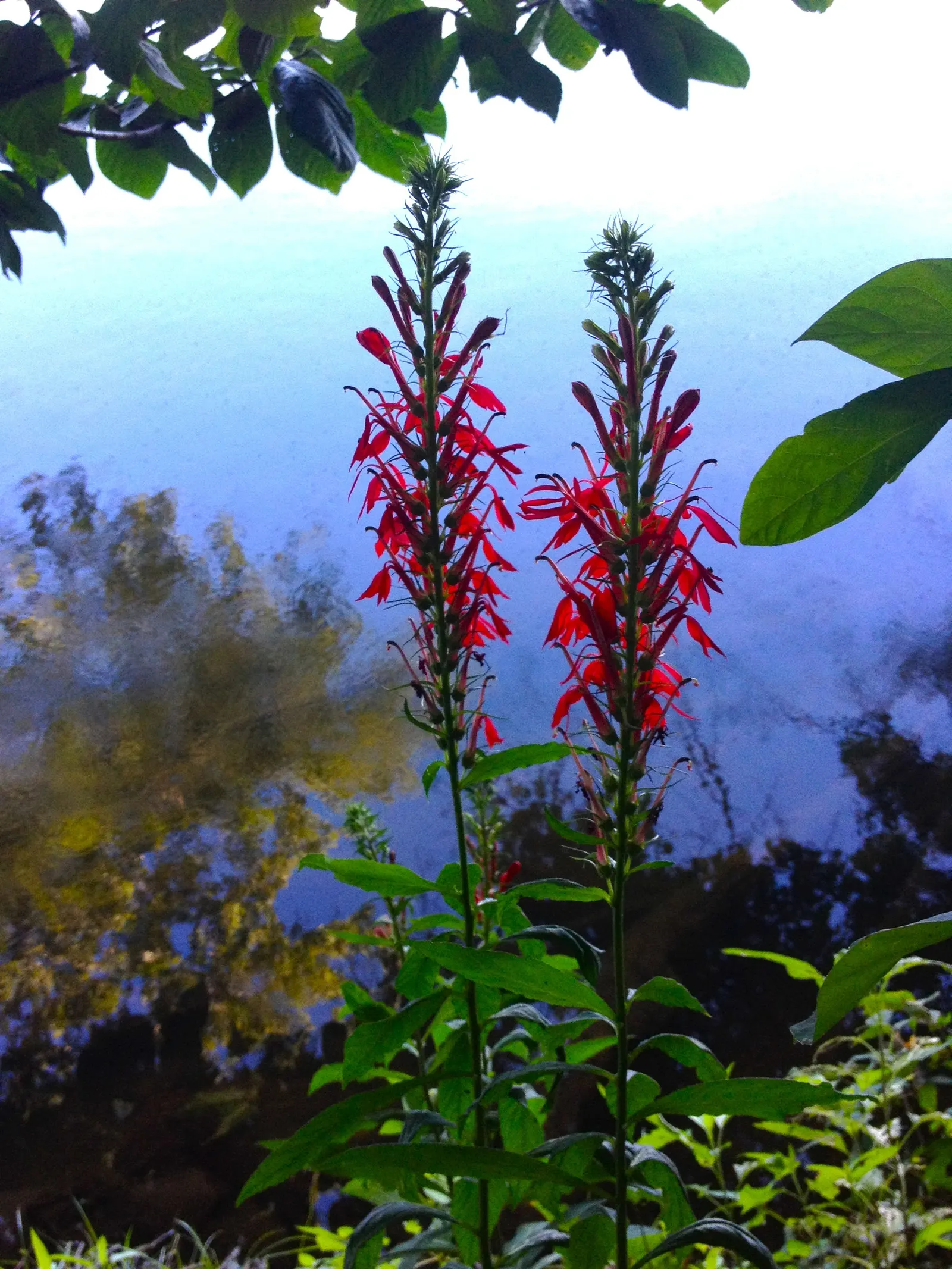 Cardinal Flower, Indian Pink (Lobelia Cardinalis) — perennial with red blooms; the plant blooms from mid-summer to early fall