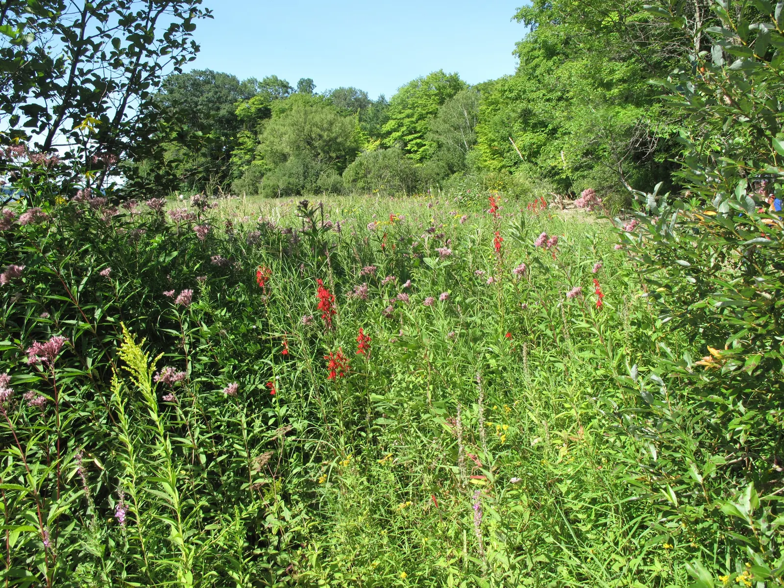 Cardinal Flower, Indian Pink (Lobelia Cardinalis) — thriving in USDA zones 3 through 9; perennial with red blooms, image 61