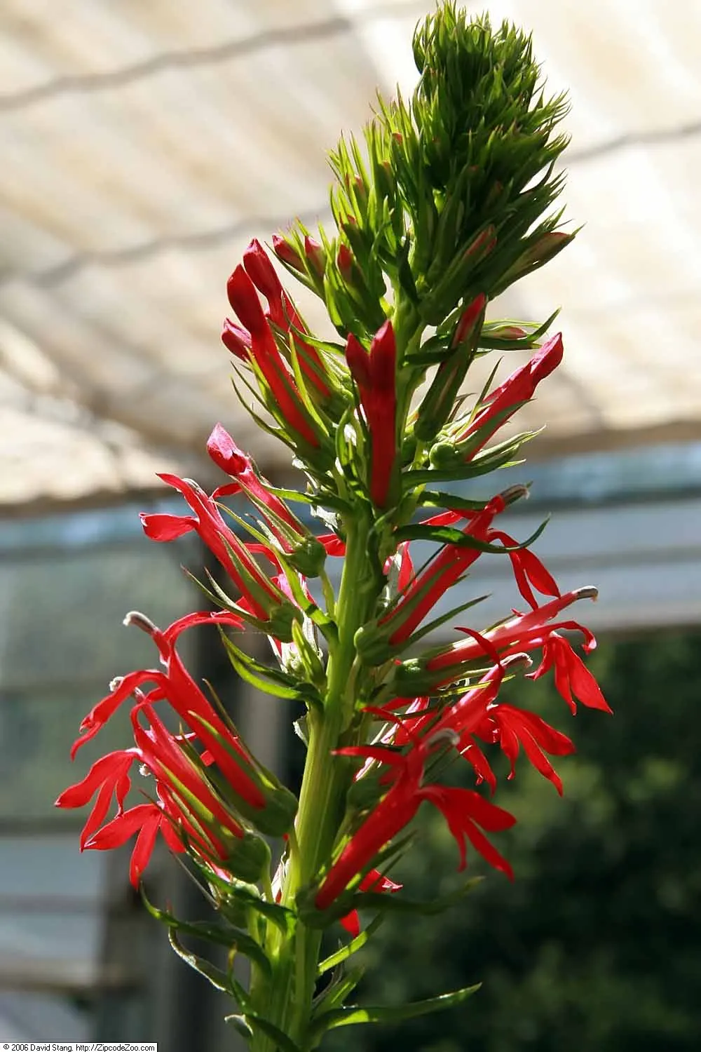 Cardinal Flower, Indian Pink (Lobelia Cardinalis) — and it prospers in partial shade to full sun exposures, image 88
