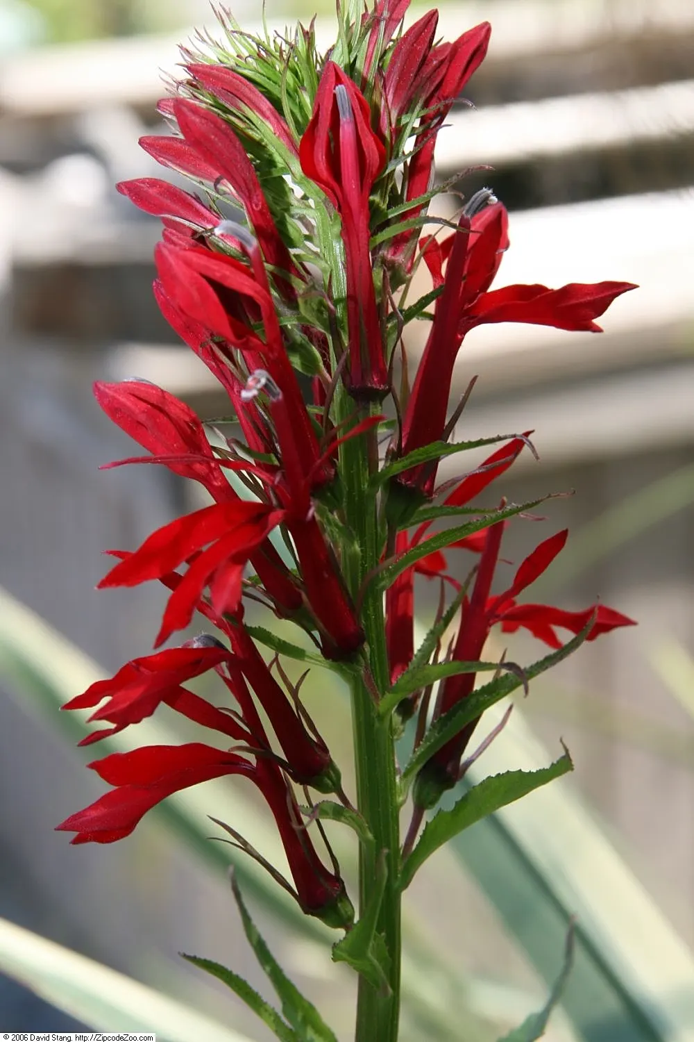 Cardinal Flower, Indian Pink (Lobelia Cardinalis) — This wetland inhabitant prefers consistently moist; offering a brilliant splash of color, image 87