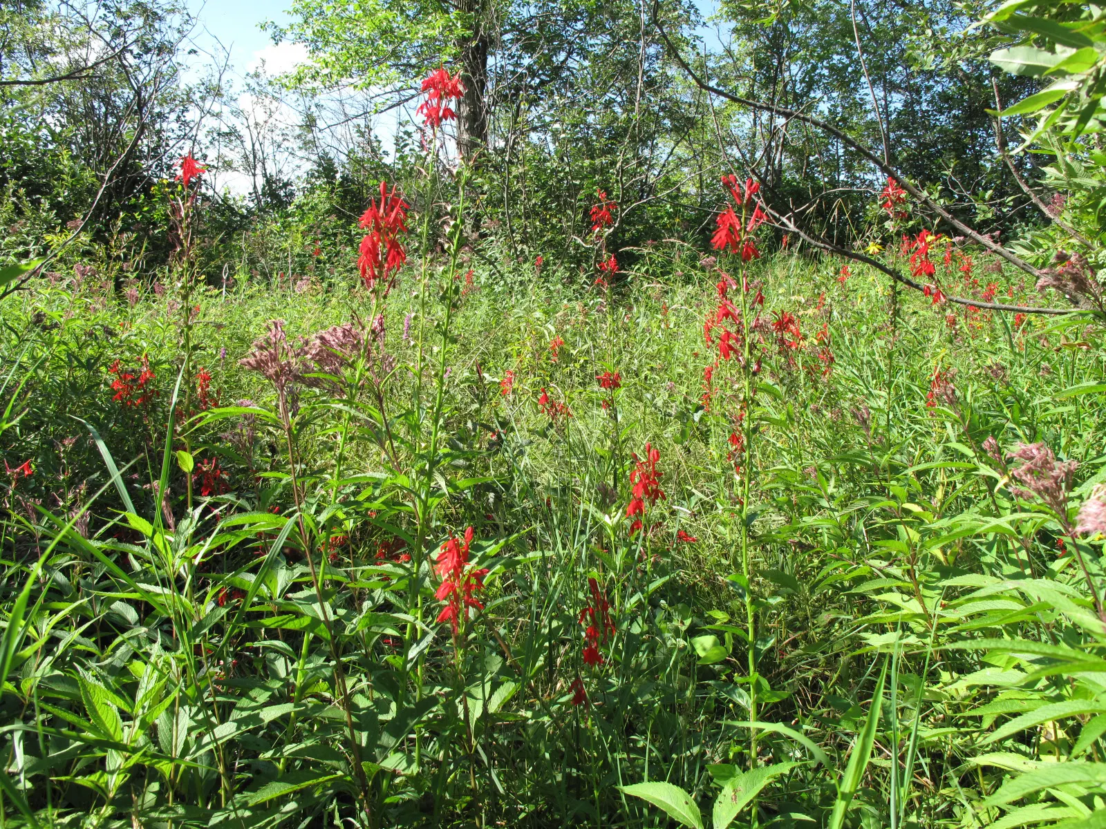 Cardinal Flower, Indian Pink (Lobelia Cardinalis) — offering a brilliant splash of color; adding a lush backdrop to the fiery floral display, image 56