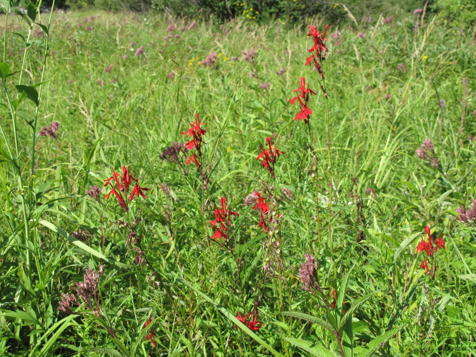 Cardinal Flower, Indian Pink (Lobelia Cardinalis) — This North American native stands regal with erect stems reaching up to 4 feet tall; which can span up to