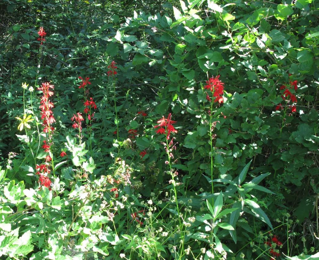 Cardinal Flower, Indian Pink (Lobelia Cardinalis) — It can also function beautifully in borders or as a naturalized statement piece; red flowers in, image 68
