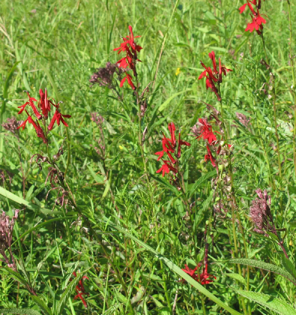 Cardinal Flower, Indian Pink (Lobelia Cardinalis) — Space plants about 1-1.5 feet apart; perennial for full or half or shade, image 54