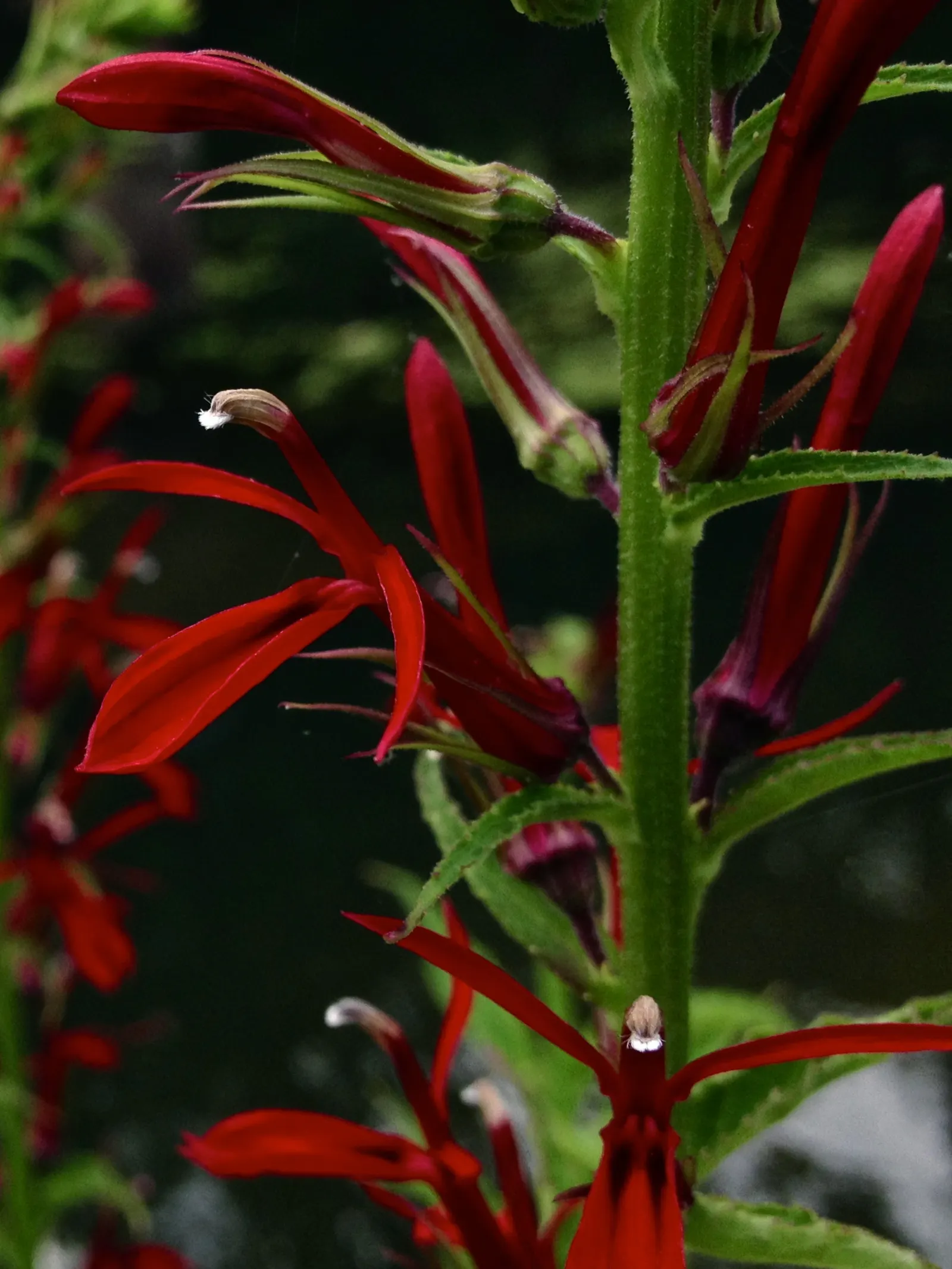 Cardinal Flower, Indian Pink (Lobelia Cardinalis) — offering a brilliant splash of color; adding a lush backdrop to the fiery floral display, image 81