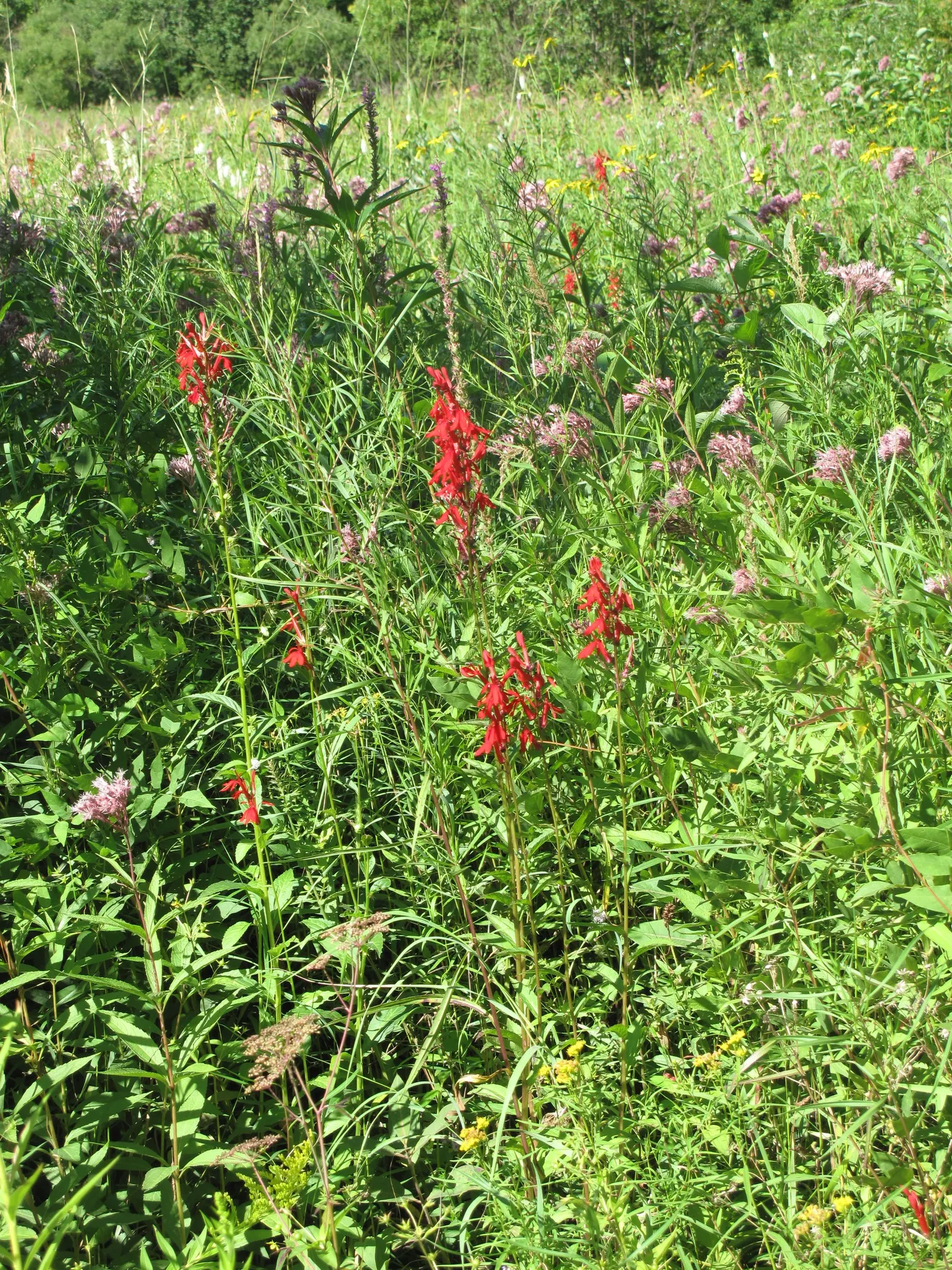Cardinal Flower, Indian Pink (Lobelia Cardinalis) — along with its captivating presence; this wetland inhabitant prefers consistently moist, image 95