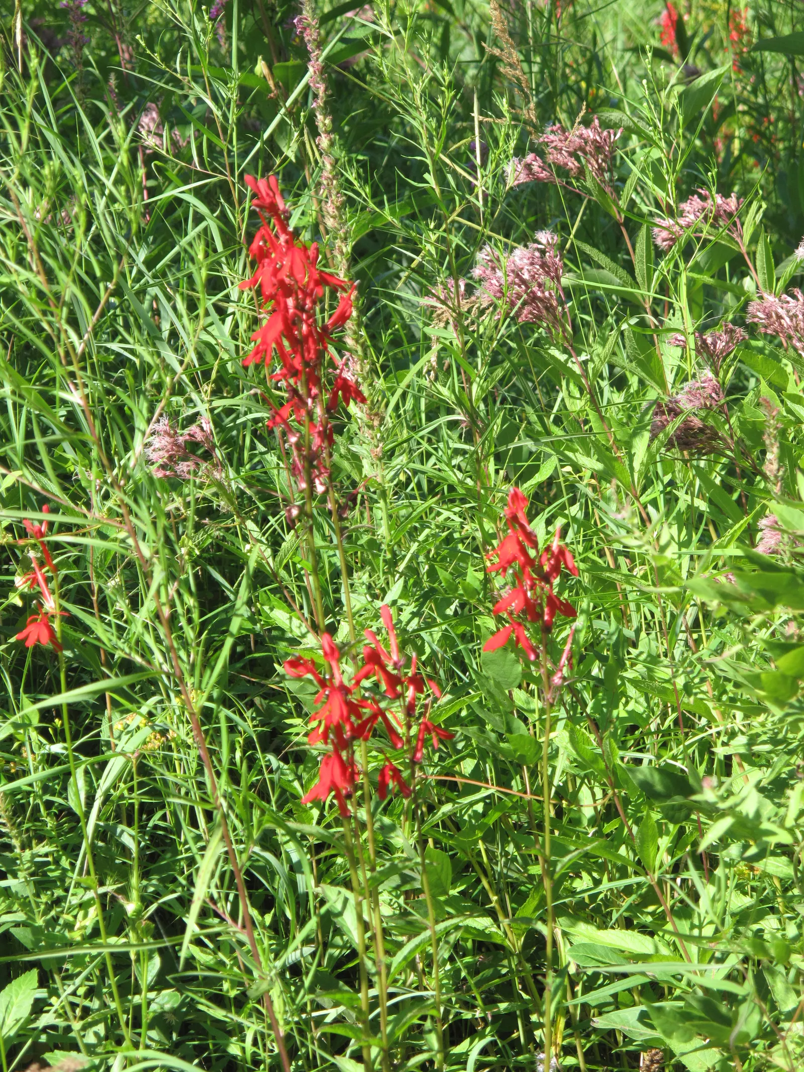 Cardinal Flower, Indian Pink (Lobelia Cardinalis) — along with its captivating presence