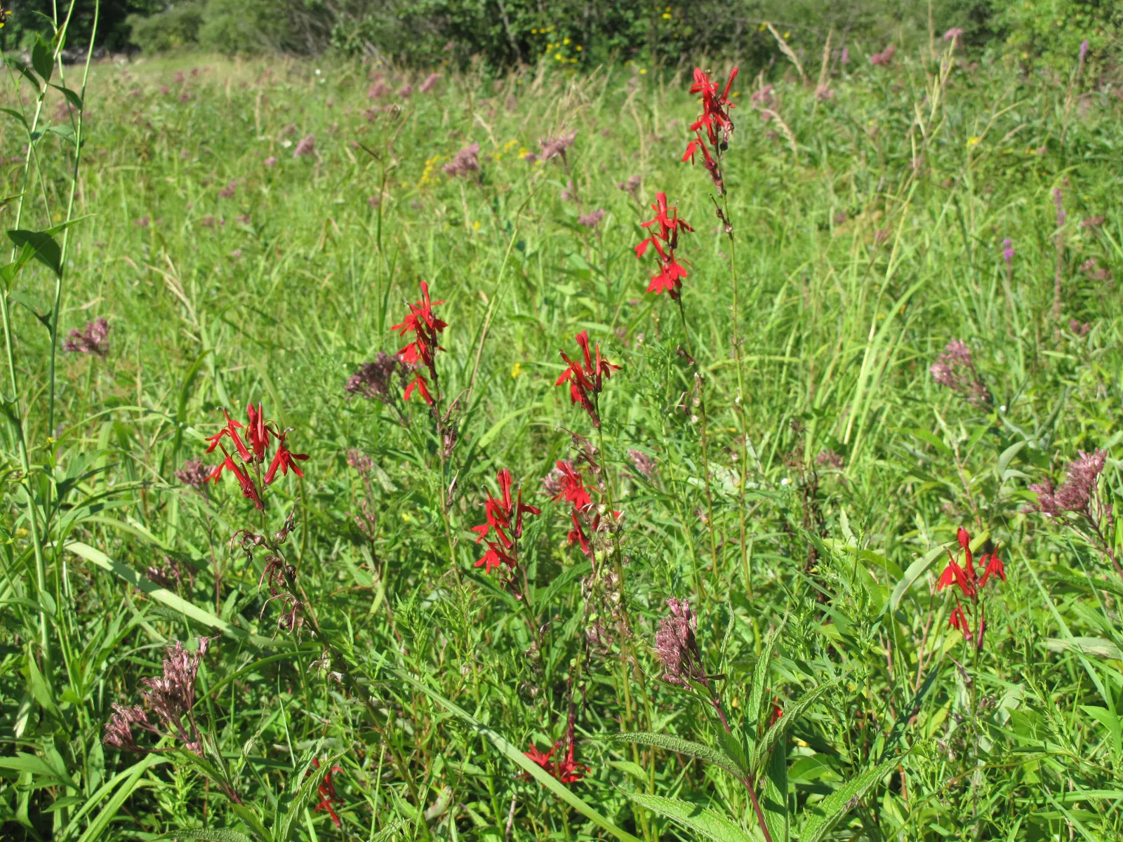 Cardinal Flower, Indian Pink (Lobelia Cardinalis) — boasting vibrant red blooms atop stems reaching 2-4 feet; space plants about 1-1.5 feet apart