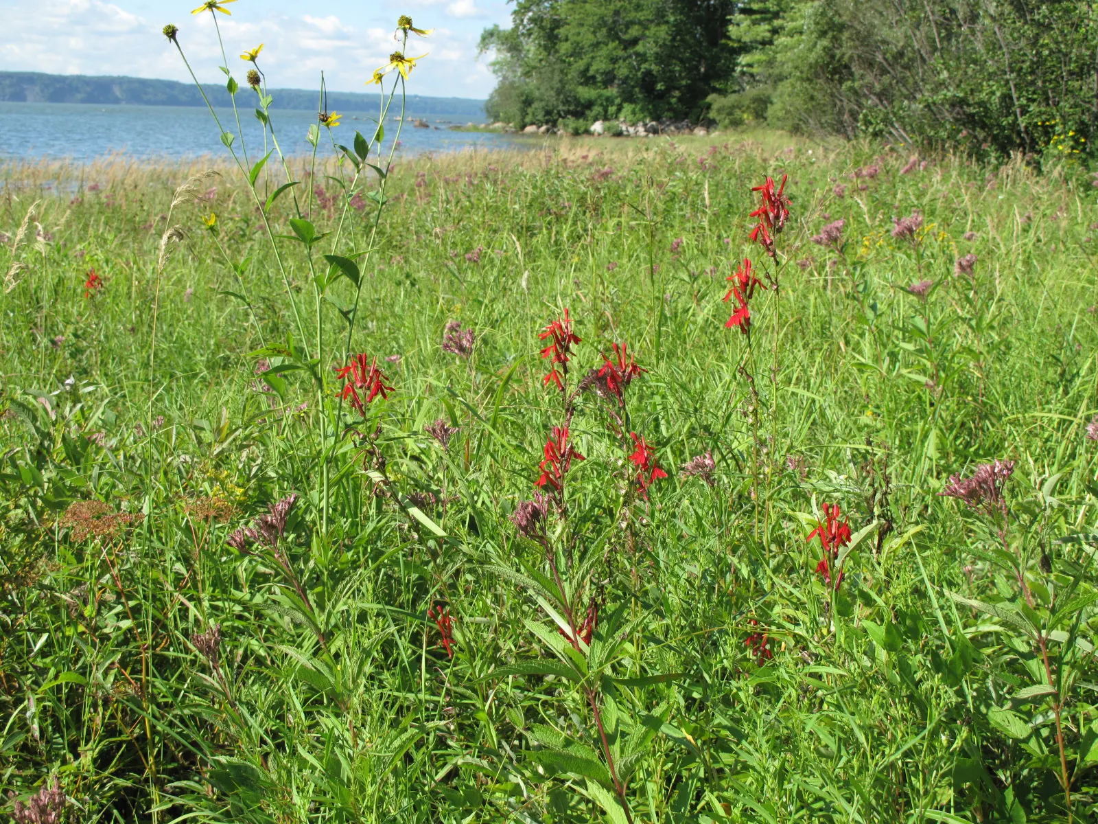 Cardinal Flower, Indian Pink (Lobelia Cardinalis) — widely known as the Cardinal Flower or Indian Pink; make it a jewel in the landscape design, image 82