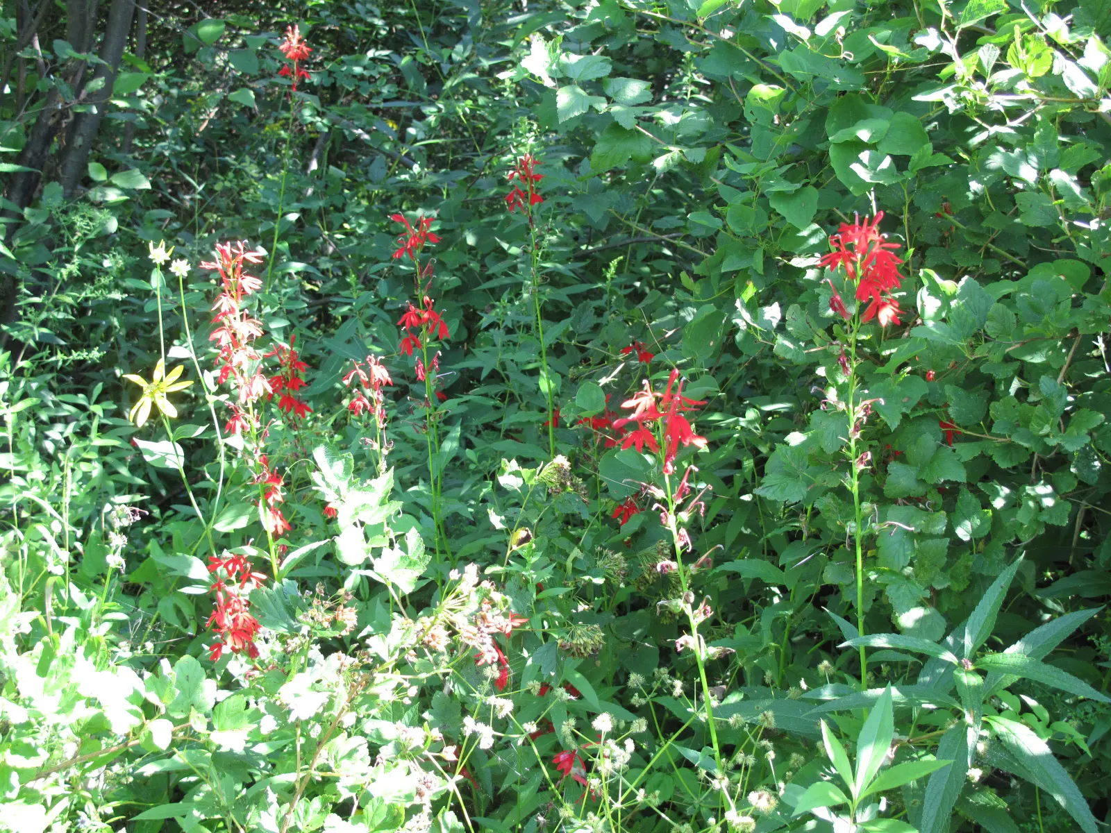 Cardinal Flower, Indian Pink (Lobelia Cardinalis) — dramatic addition to water margins and woodland gardens; widely known as the Cardinal Flower or Indian Pink
