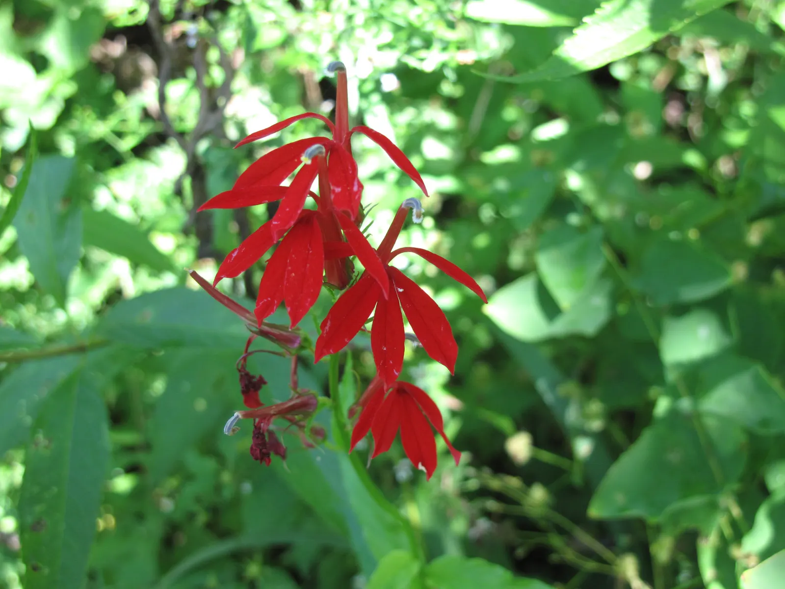 Cardinal Flower, Indian Pink (Lobelia Cardinalis) — This wetland inhabitant prefers consistently moist; offering a brilliant splash of color, image 62