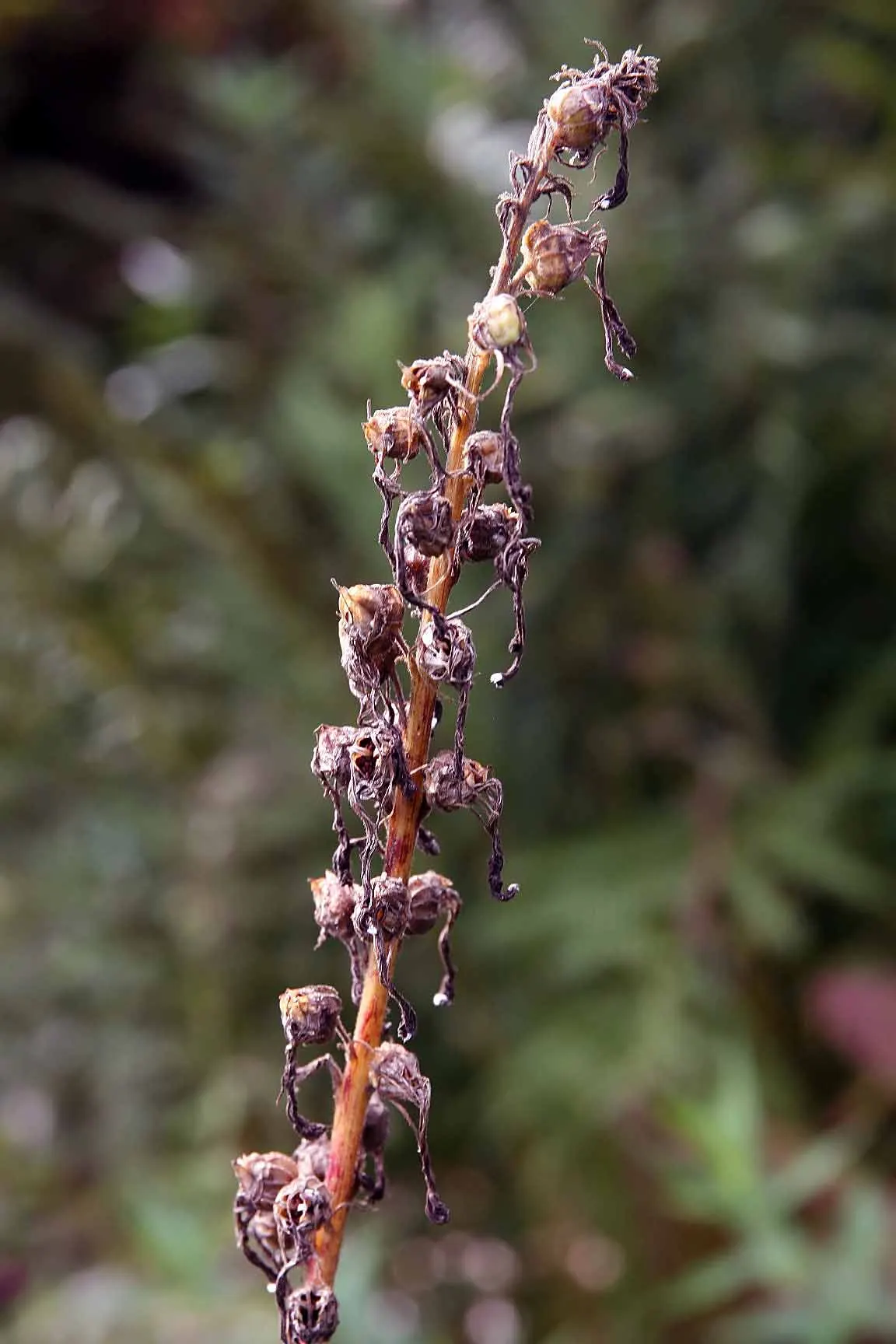 Cardinal Flower, Indian Pink (Lobelia Cardinalis) — evocative of a cardinal's robe; this North American native stands regal with erect stems, image 59