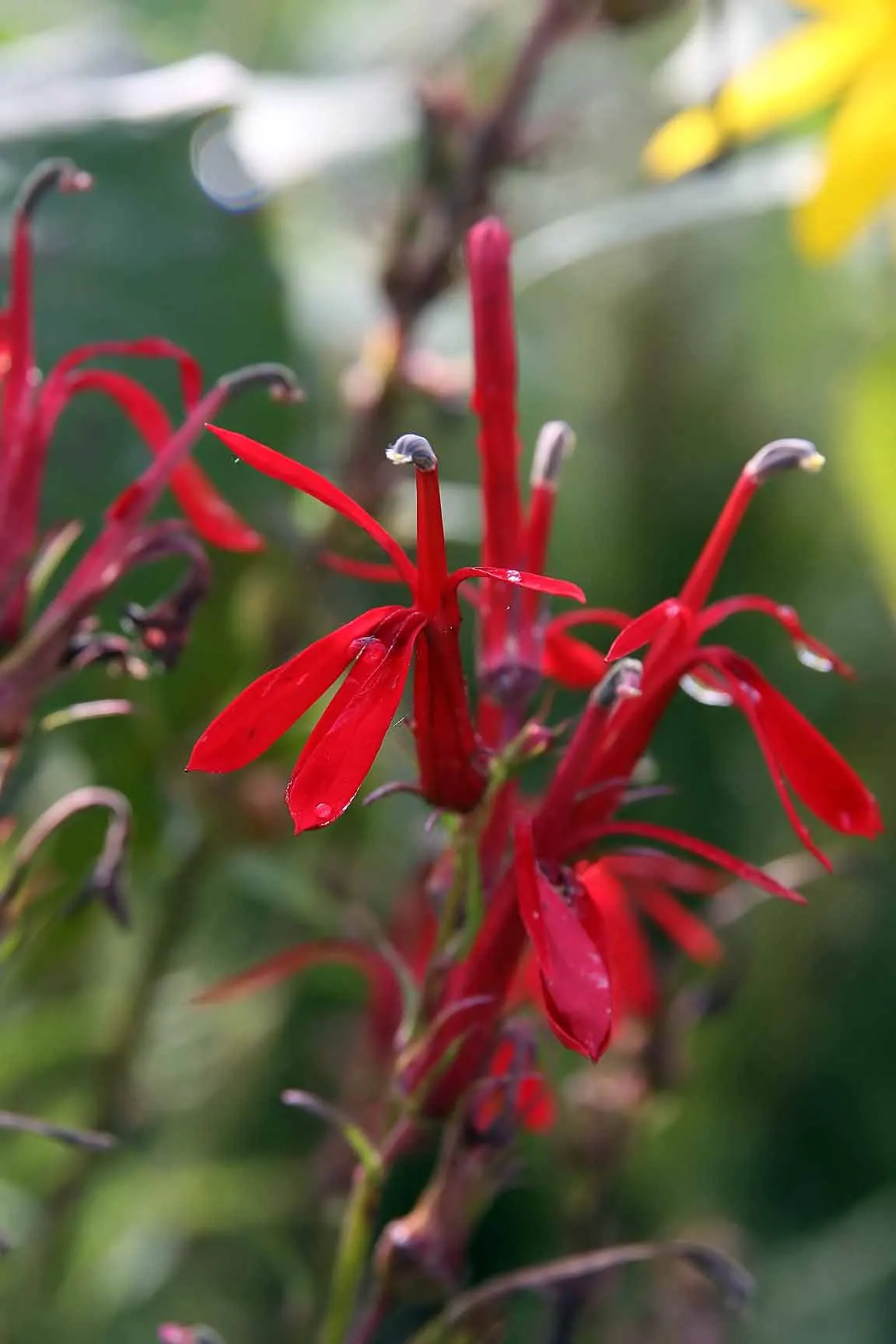 Cardinal Flower, Indian Pink (Lobelia Cardinalis) — This native beauty attracts hummingbirds and butterflies, blooming from midsummer to early, image 78