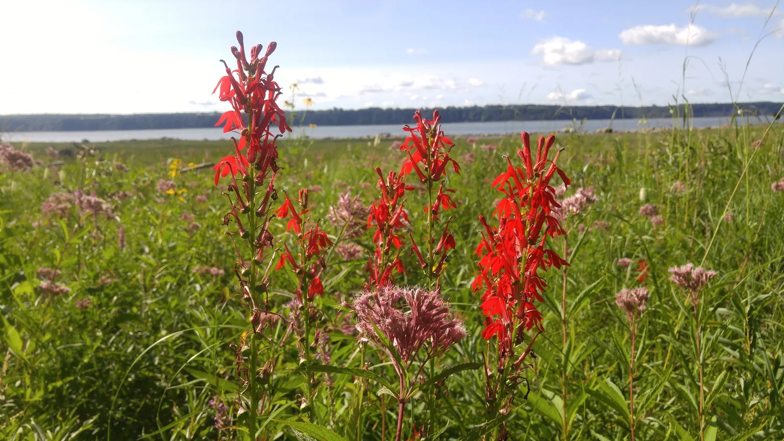 Cardinal Flower, Indian Pink (Lobelia Cardinalis) — offering both aesthetic appeal and ecological benefits