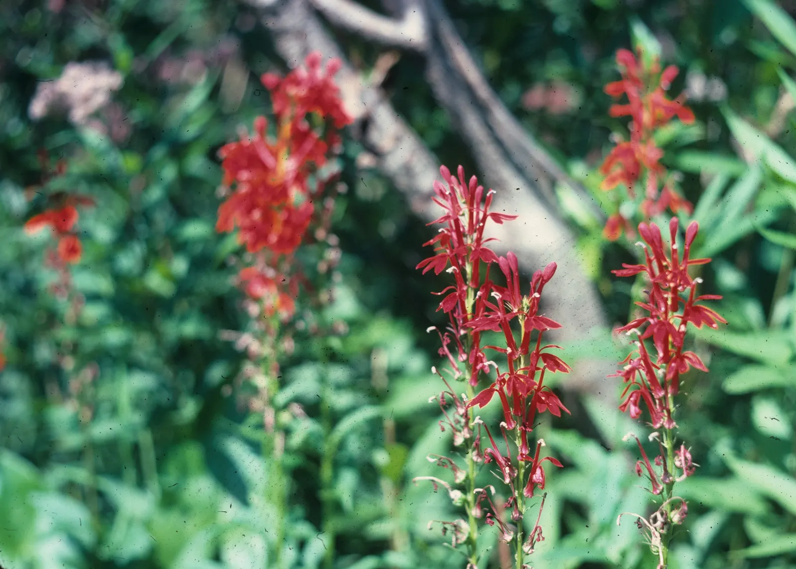 Cardinal Flower, Indian Pink (Lobelia Cardinalis) — offering both aesthetic appeal and ecological benefits; boasting vibrant red blooms atop stems reaching 2-4