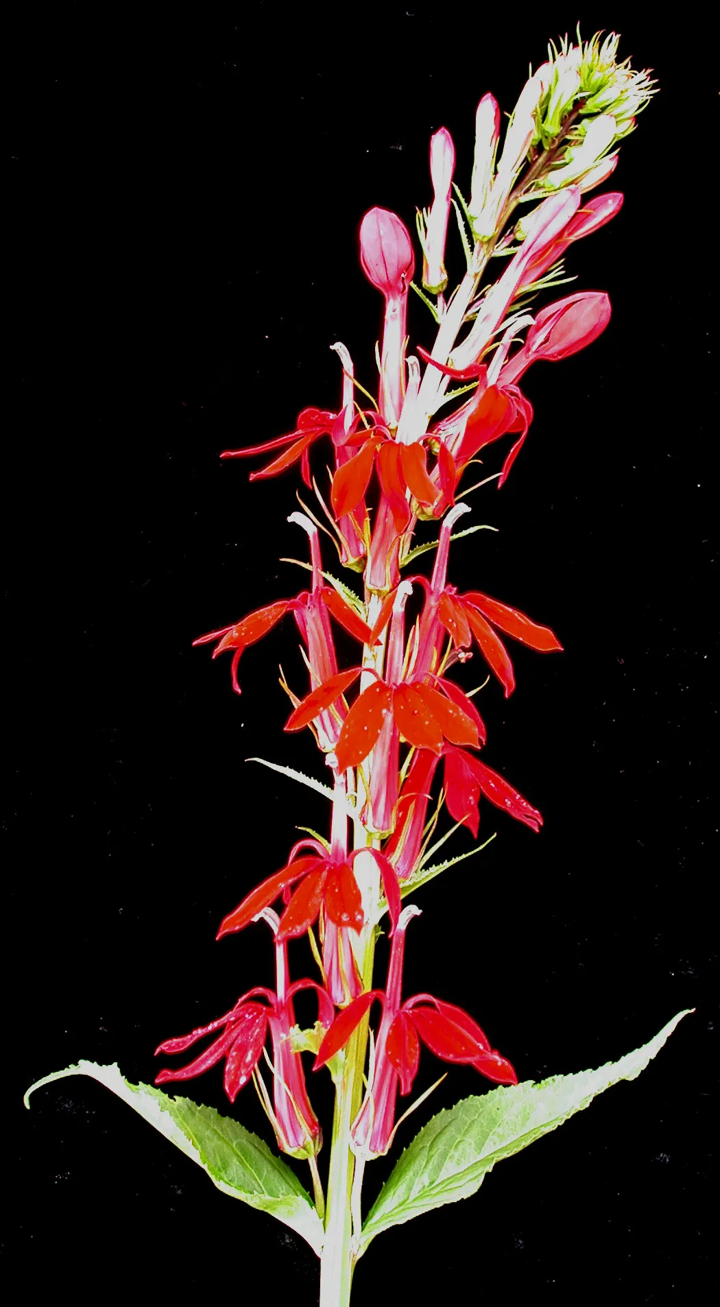 Cardinal Flower, Indian Pink (Lobelia Cardinalis) — Its low maintenance needs
