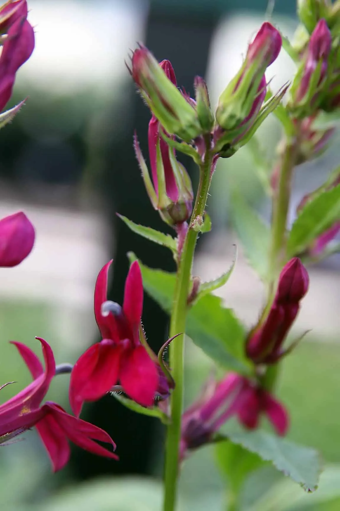 Cardinal Flower, Indian Pink (Lobelia Cardinalis) — Its low maintenance needs; dramatic addition to water margins and woodland gardens, image 69