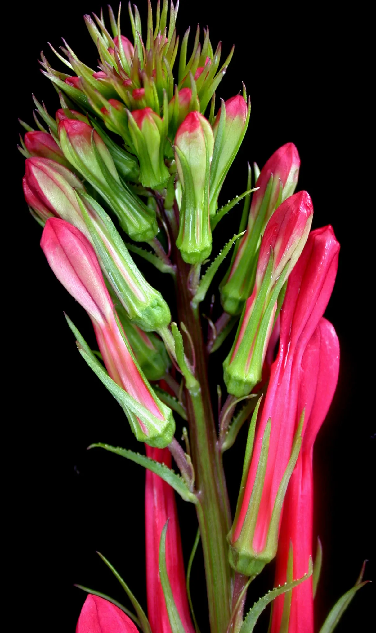 Cardinal Flower, Indian Pink (Lobelia Cardinalis) — is a perennial botanical treasure that emanates a brilliant red vibrancy; this native beauty attracts