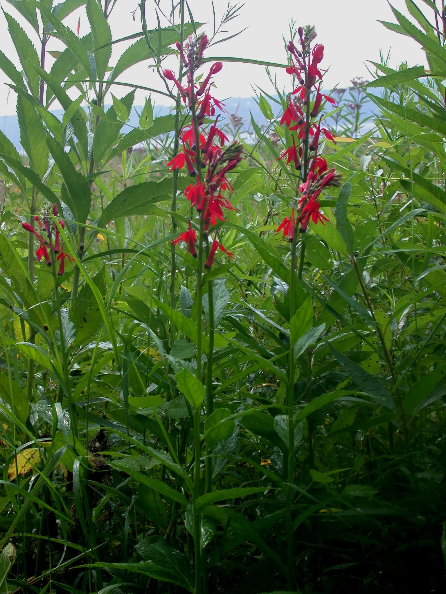 Cardinal Flower, Indian Pink (Lobelia Cardinalis) — which can span up to 1.5 inches long; with flowers that are tubular and arranged in elongate terminal