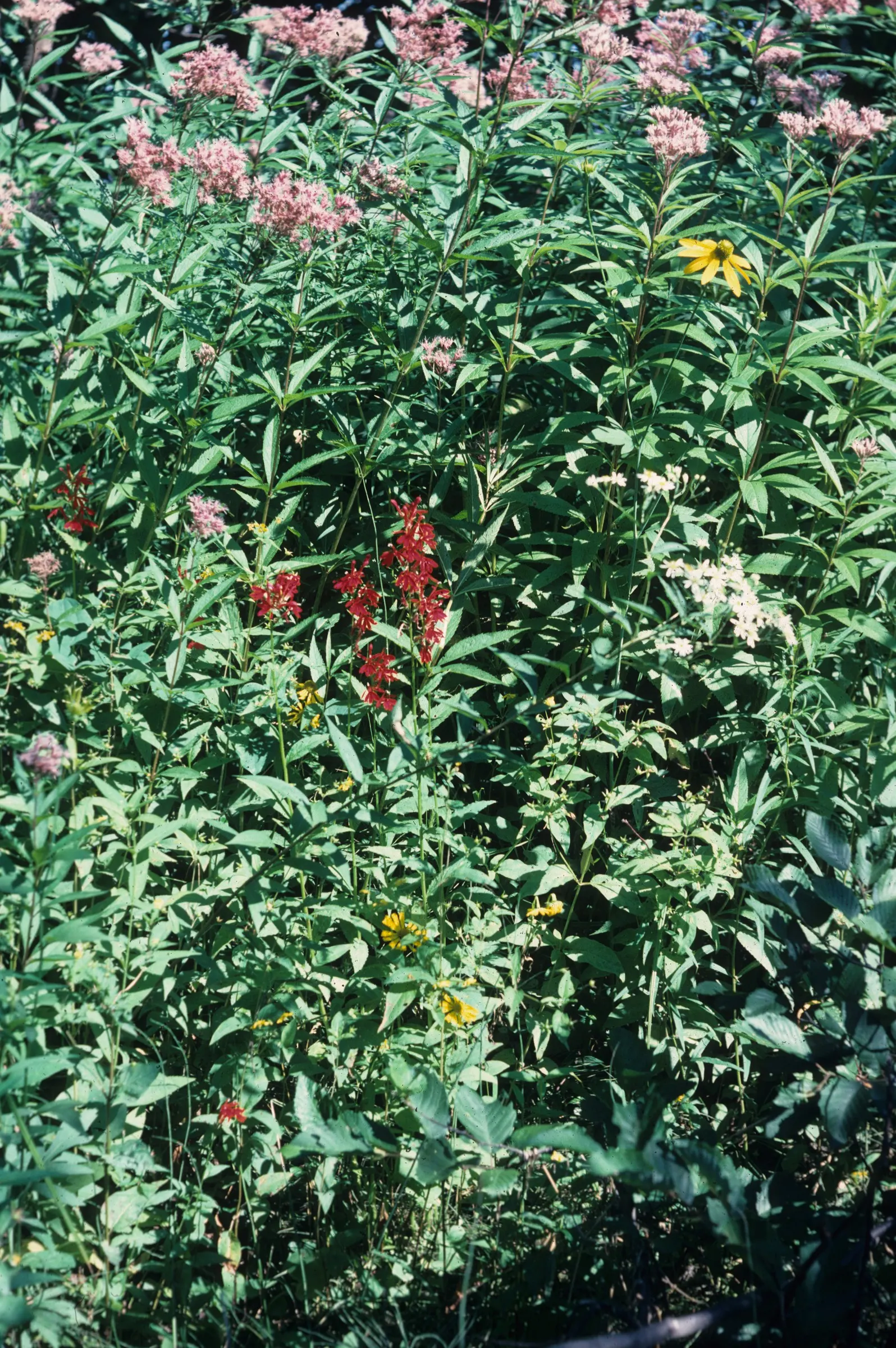 Cardinal Flower, Indian Pink (Lobelia Cardinalis) — This wetland inhabitant prefers consistently moist
