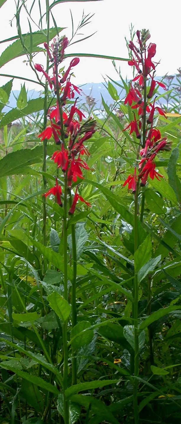 Cardinal Flower, Indian Pink (Lobelia Cardinalis) — This North American native stands regal with erect stems reaching up to 4 feet tall; which can, image 60