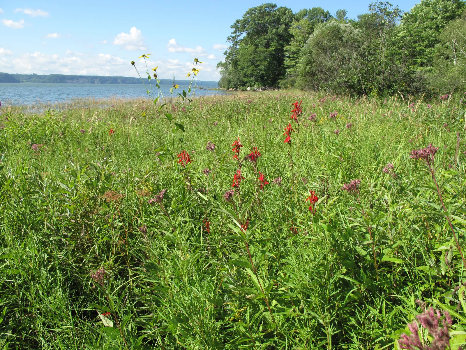 Cardinal Flower, Indian Pink (Lobelia Cardinalis) — Preferring moist soils and partial shade, it thrives in USDA zones 3-9