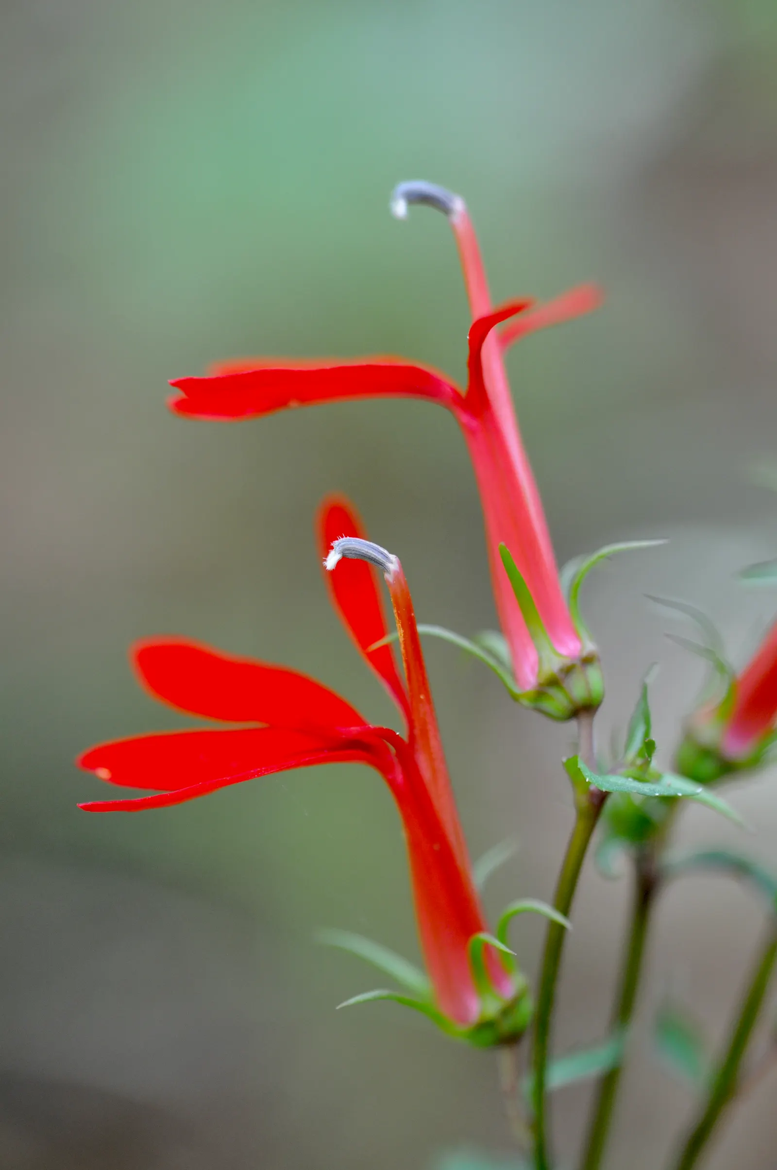 Cardinal Flower, Indian Pink (Lobelia Cardinalis) — Space plants about 1-1.5 feet apart