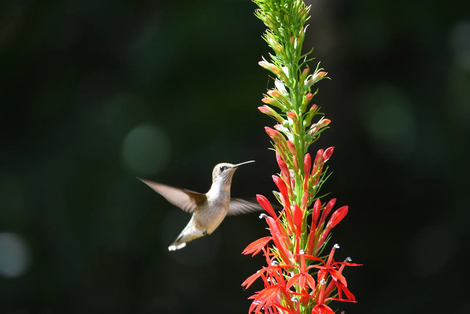 Cardinal Flower, Indian Pink (Lobelia Cardinalis) — Preferring moist soils and partial shade, it thrives in USDA zones 3-9; thriving in USDA zones, image 77