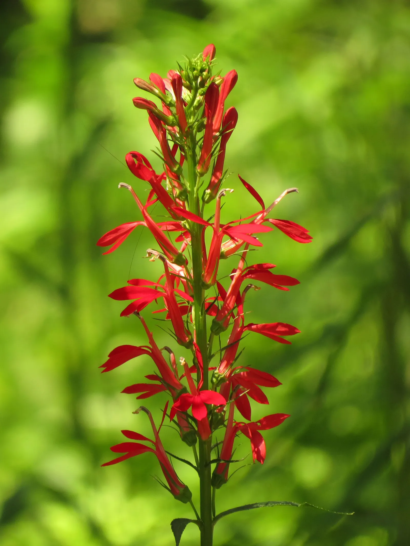 Cardinal Flower, Indian Pink (Lobelia Cardinalis) — along with its captivating presence; this wetland inhabitant prefers consistently moist
