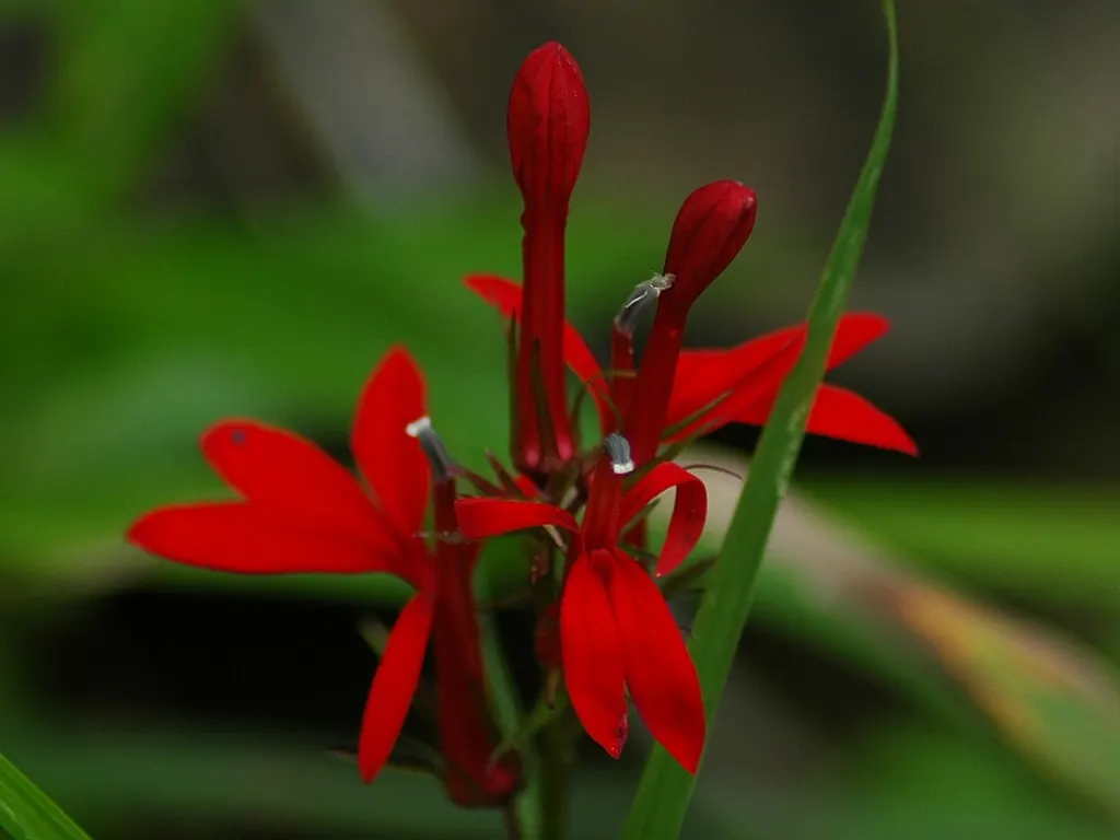 Cardinal Flower, Indian Pink (Lobelia Cardinalis) — make it a jewel in the landscape design