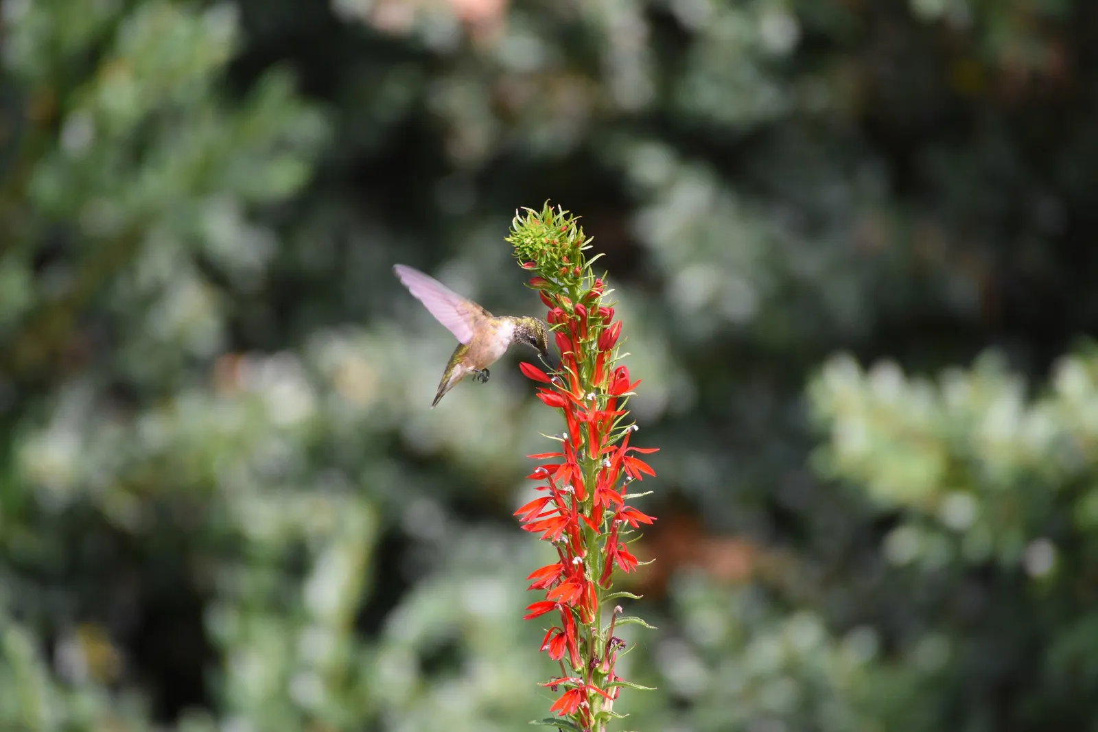 Cardinal Flower, Indian Pink (Lobelia Cardinalis) — adding a lush backdrop to the fiery floral display; along with its captivating presence, image 89