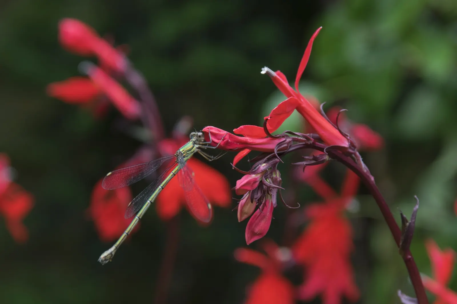 Cardinal Flower, Indian Pink (Lobelia Cardinalis) — dramatic addition to water margins and woodland gardens; widely known as the Cardinal Flower or, image 55