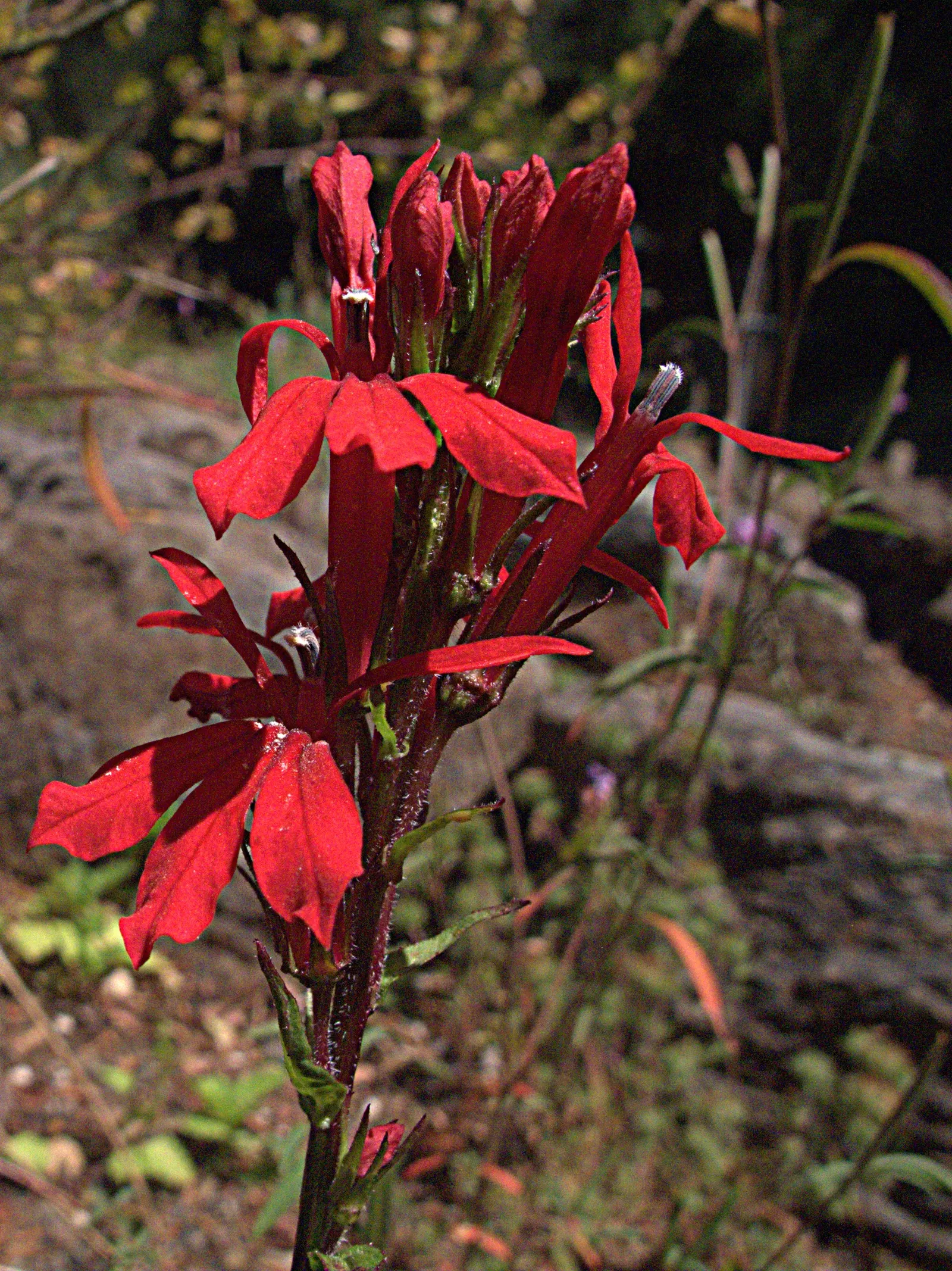 Cardinal Flower, Indian Pink (Lobelia Cardinalis) — and it prospers in partial shade to full sun exposures, image 63
