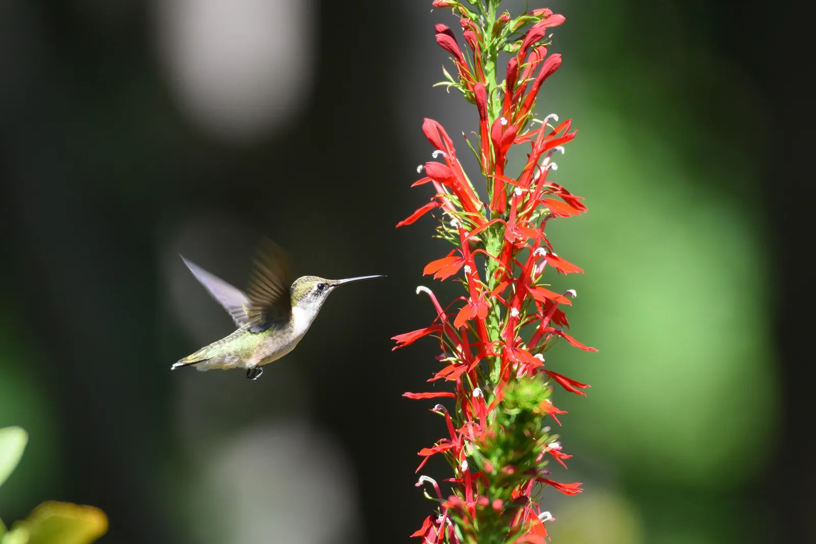Cardinal Flower, Indian Pink (Lobelia Cardinalis) — and it prospers in partial shade to full sun exposures, image 38