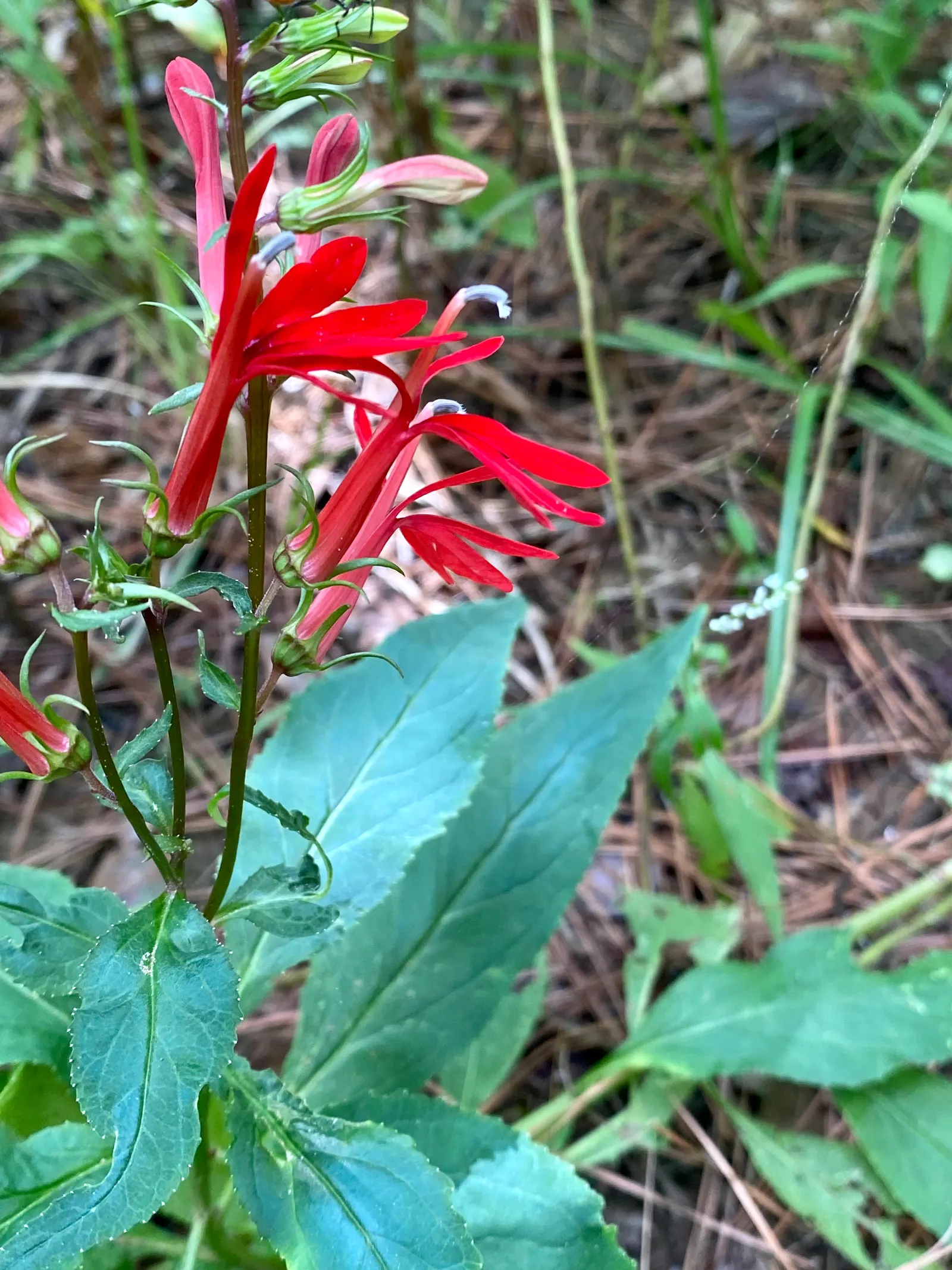 Cardinal Flower, Indian Pink (Lobelia Cardinalis) — is a perennial botanical treasure that emanates a brilliant red vibrancy