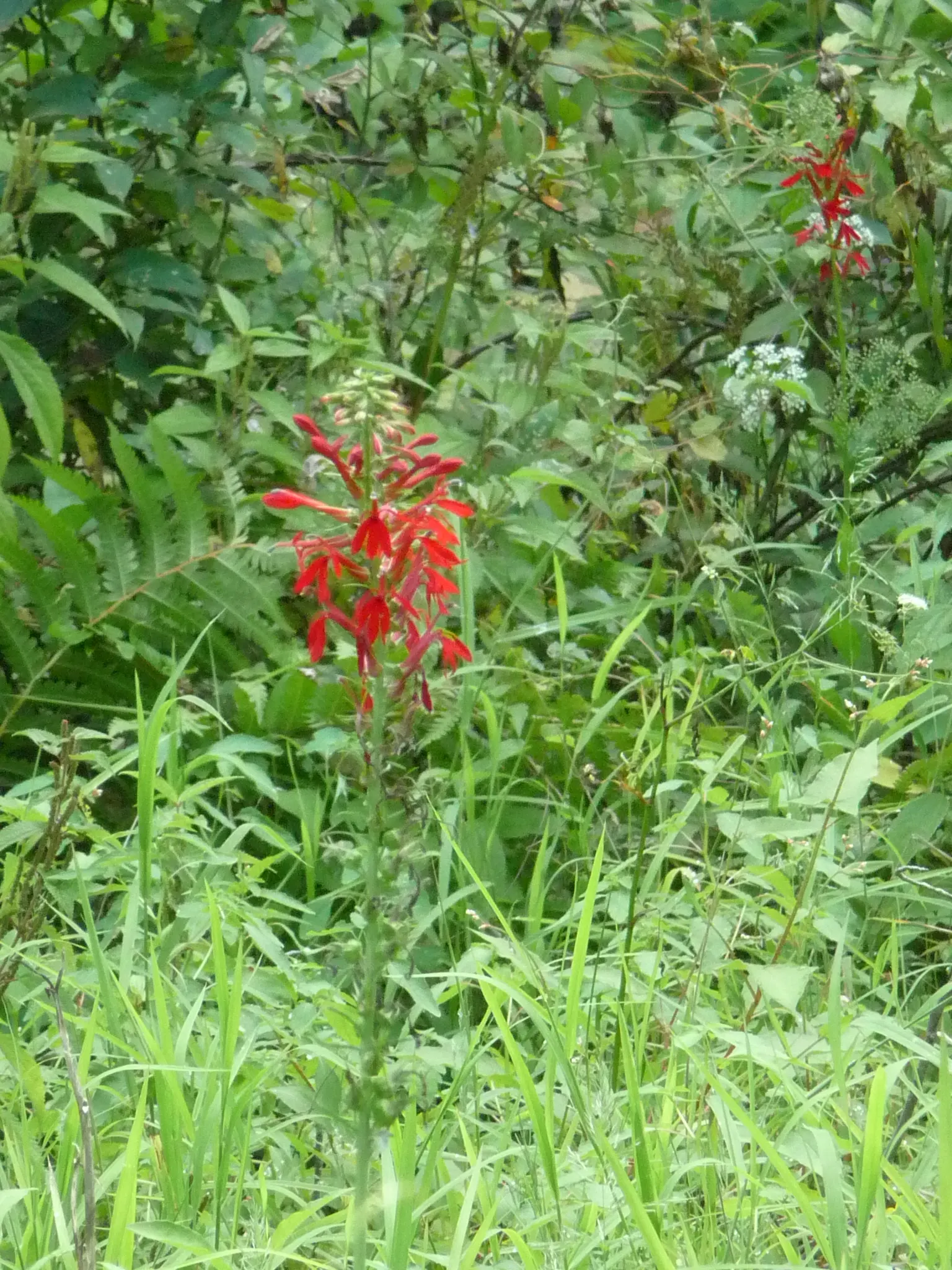 Cardinal Flower, Indian Pink (Lobelia Cardinalis) — along with its captivating presence; this wetland inhabitant prefers consistently moist, image 70